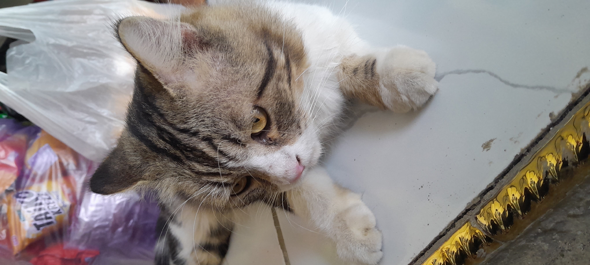 The image shows a close-up of a tabby cat lying on a tiled floor. The cat has brown, black, and white fur, with distinctive tabby markings on its face and body. Its eyes are a golden yellow, and its nose is pink. In the background, several plastic bags and a package of what appears to be snacks are visible. A decorative gold trim runs along the bottom left of the image. The environment appears to be indoors, possibly a home, given the tiled flooring and household items. The scene is static, with the cat resting. The location is identified as Bendungan, Indonesia, suggesting this is an indoor setting within that region.