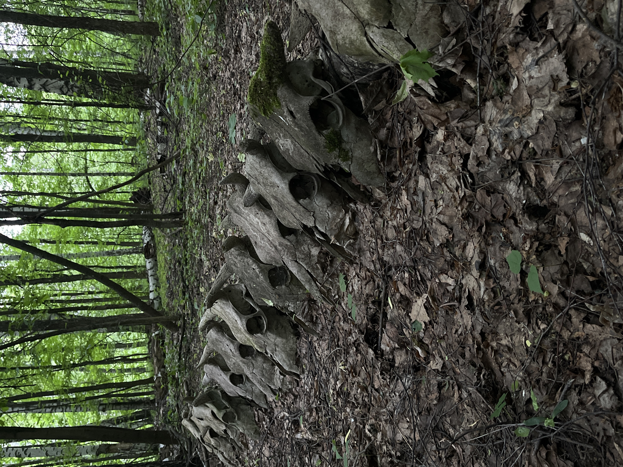 The image depicts a forest scene in Vasilyevo, Russia. A series of animal skulls are arranged in a line on the forest floor, which is covered in dead leaves and twigs. The forest consists of tall, thin trees with green foliage in the background. The image is oriented vertically, with the trees appearing to rise upwards on the left and the line of skulls stretching horizontally across the lower half of the image. There is moss visible on some of the skulls.