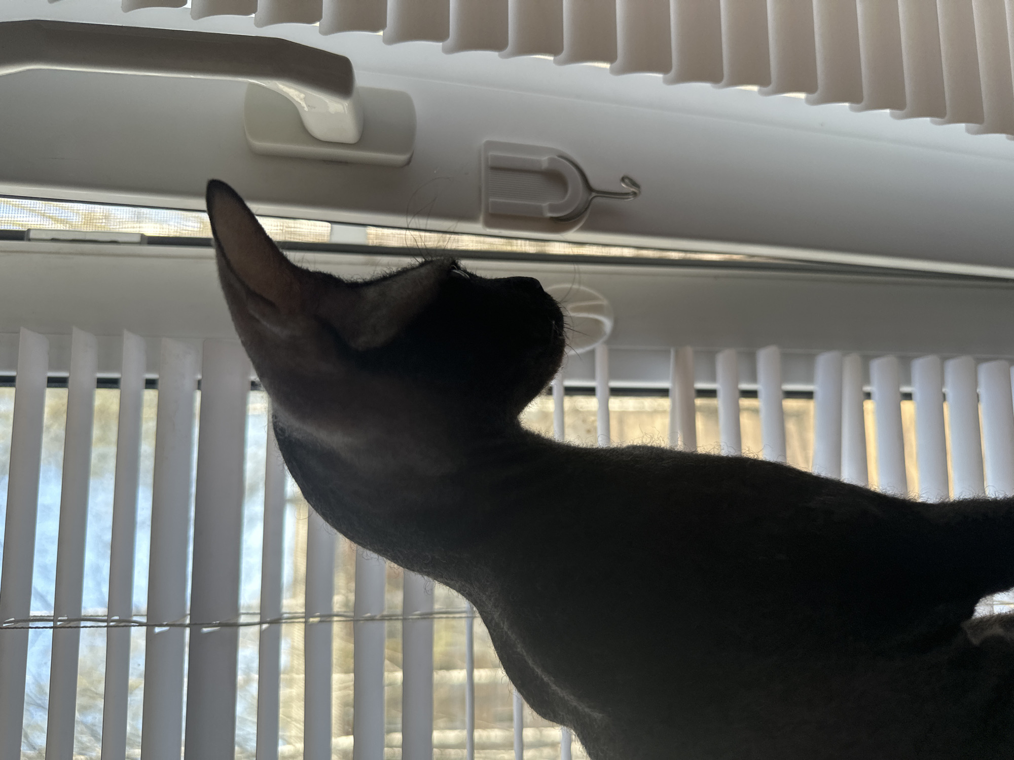 A low-angle shot shows a dark-colored cat looking upwards. The cat is positioned in front of a window with white vertical blinds. The window frame is white, with a white handle visible at the top. A small white plastic hook is attached to the frame above the cat's head. The background visible through the blinds appears to be an exterior scene with light and blurred details.
I cannot find any information or indications to suggest this photo was taken in Chaikovsky, Russia.
