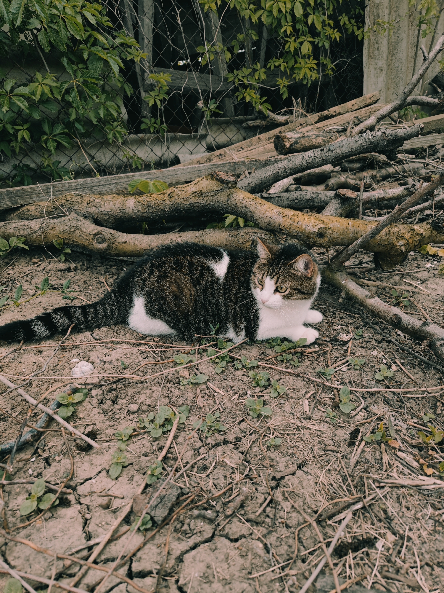 A medium shot depicts a cat lying in a dirt patch, surrounded by twigs and small green plants. Behind the cat, there is a pile of tree branches. In the background, a chain-link fence is partially obscured by foliage. Based on prior knowledge and the general aesthetic, the location could potentially be in Yubileyny, Russia, but there is no definitive evidence within the image itself to confirm this. The cat is the primary subject of the image. The focus is on the cat.