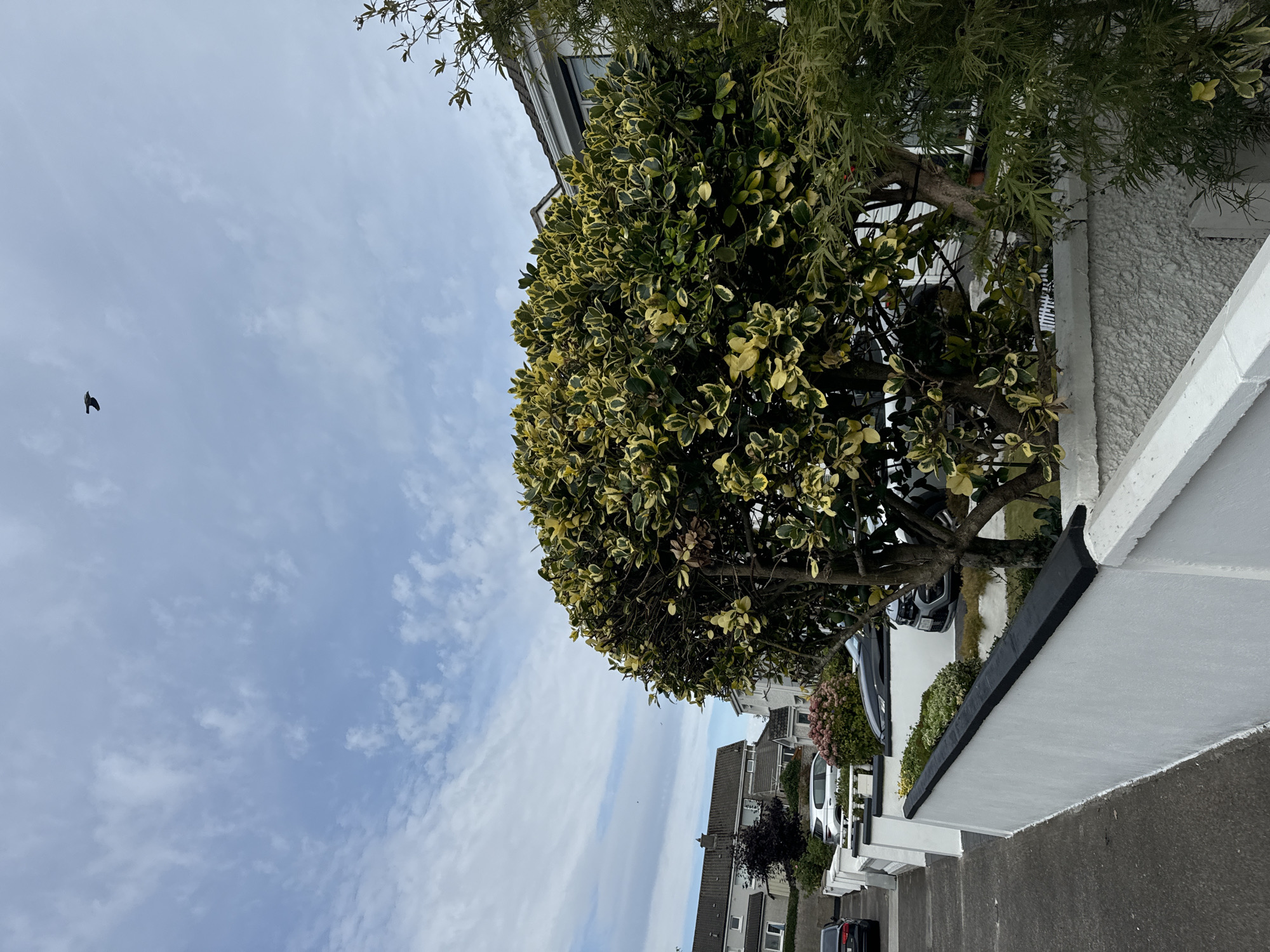 A bird is flying in a cloudy sky above a residential street in the city of Waterford, Ireland. The street is lined with houses and parked cars. A white wall with a black top runs along the sidewalk, separating it from the residential properties. A large, leafy tree with variegated green and yellow leaves is prominent in the foreground. The sky is a pale blue with scattered white clouds.