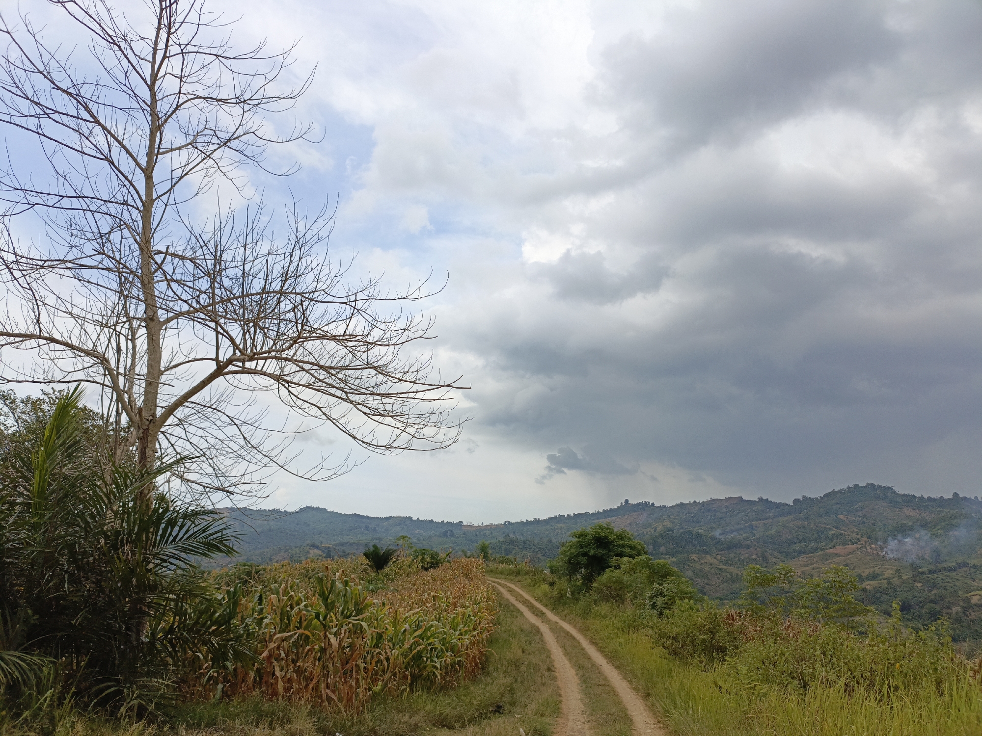 An outdoor, wide shot captures a rural landscape under a cloudy sky. In the foreground, a dirt road, marked by two tire tracks, curves from the bottom right towards the center background. To the left of the road, a field of dry corn stalks stands, their tops brown and brittle. A tall, bare tree with intricate branches dominates the left side of the frame, its silhouette stark against the sky. To the left of the cornfield, a cluster of large, green palm fronds adds a tropical element. Beyond the fields and road, rolling hills covered in lush green vegetation stretch into the distance. The sky is a mix of blue patches and heavy, dark grey clouds, suggesting the possibility of rain. Wisps of smoke are visible rising from the hills in the background. The scene evokes a sense of natural beauty and rural simplicity.