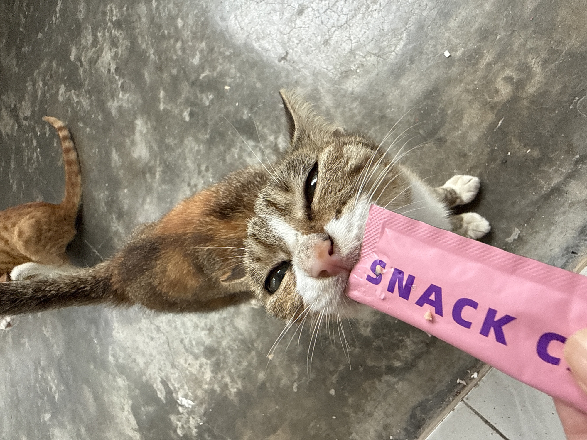 A calico cat is biting into a pink packet of "SNACK C" on a grey concrete floor. The cat's head is tilted upwards, with its eyes partially closed. Another orange cat is visible in the background, lying down. The environment appears to be outdoors, possibly in a residential area of Nanshan District, China, given the grey concrete flooring and the presence of what looks like a tiled edge in the lower left corner.