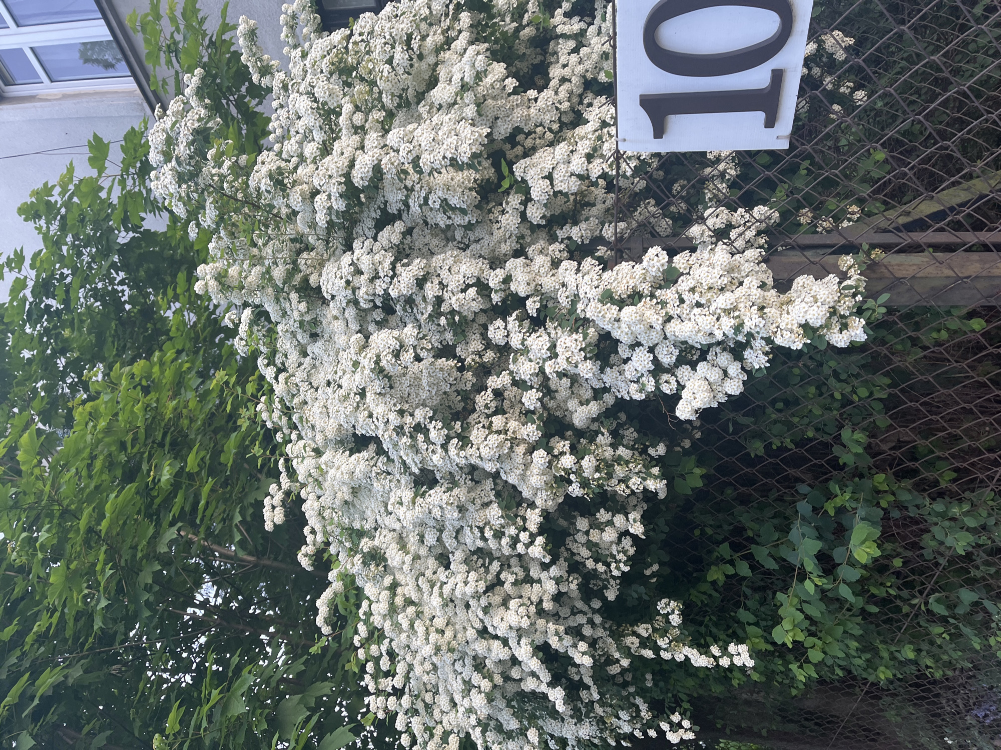The image shows a lush bush of white flowers growing next to a building with a sign displaying the number "10". A green leafy tree is also visible on the left side of the frame. The setting appears to be outdoors, likely in a residential area. A chain-link fence is partially visible behind the flowering bush. The exact location in the city of Unknown, Unknown is not discernible from the image.