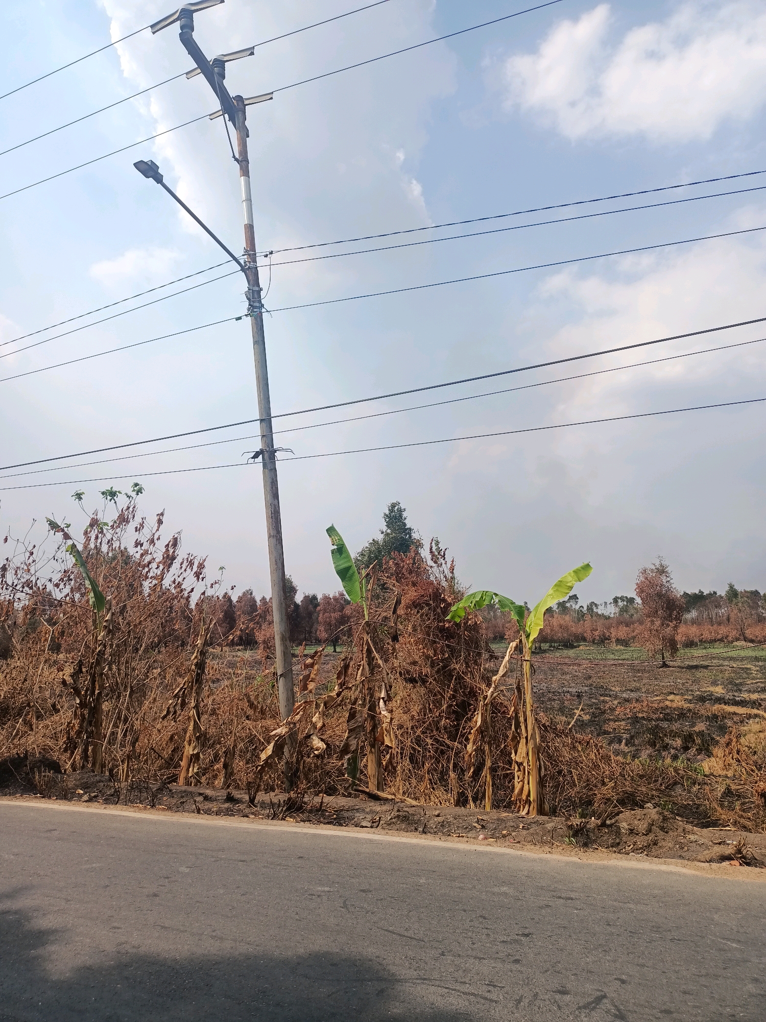 This image depicts a roadside scene in Sungai Rutas Hulu, Indonesia, characterized by a damaged landscape. A concrete utility pole with a streetlamp and multiple power lines stands prominently on the left side of the road, which occupies the foreground. Behind the pole and along the roadside, there is evidence of significant damage, with numerous dried and burnt plants and trees. Two banana plants with green leaves are visible amidst the dry vegetation. The background reveals a field that also appears to have suffered from fire, with numerous brown and burnt trees and dry ground. The sky above is partly cloudy, with a light blue hue.