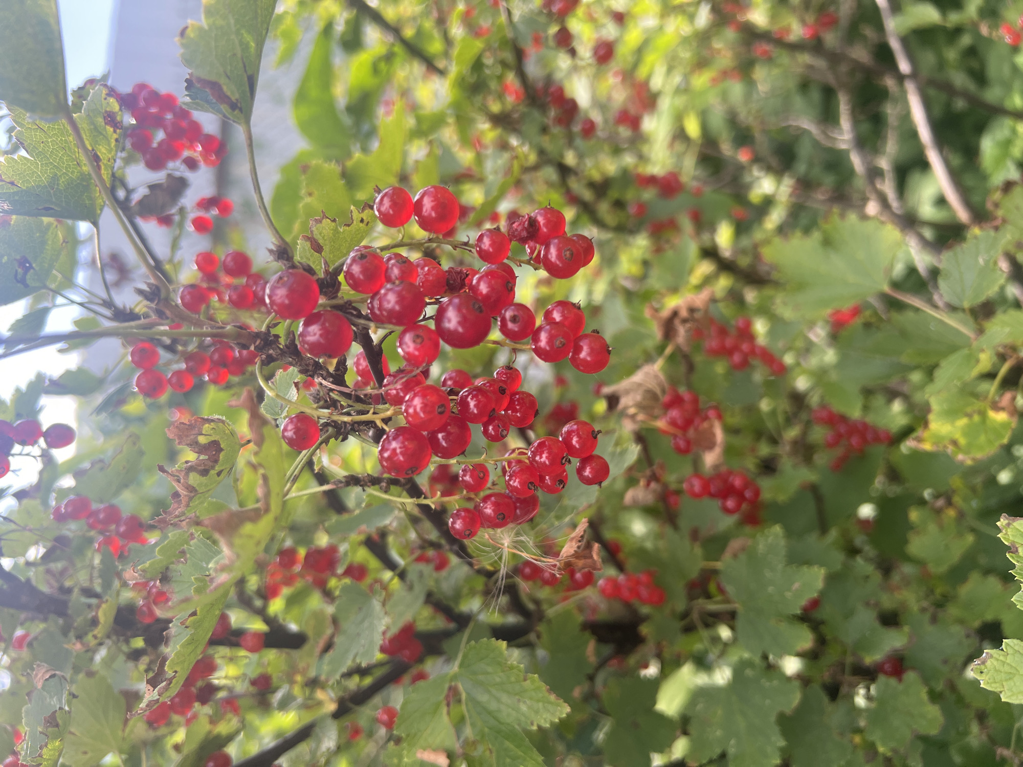 In the city of Роса Снт, Russia, a close-up, vertical shot captures a cluster of ripe red currants hanging from a bush. The berries are small, round, and a vibrant red, some appearing translucent in the sunlight. They are attached to thin stems, forming small bunches. Green leaves, some with browned edges, surround the currants, adding to the natural setting. The background is softly blurred, suggesting an outdoor environment with dappled sunlight.