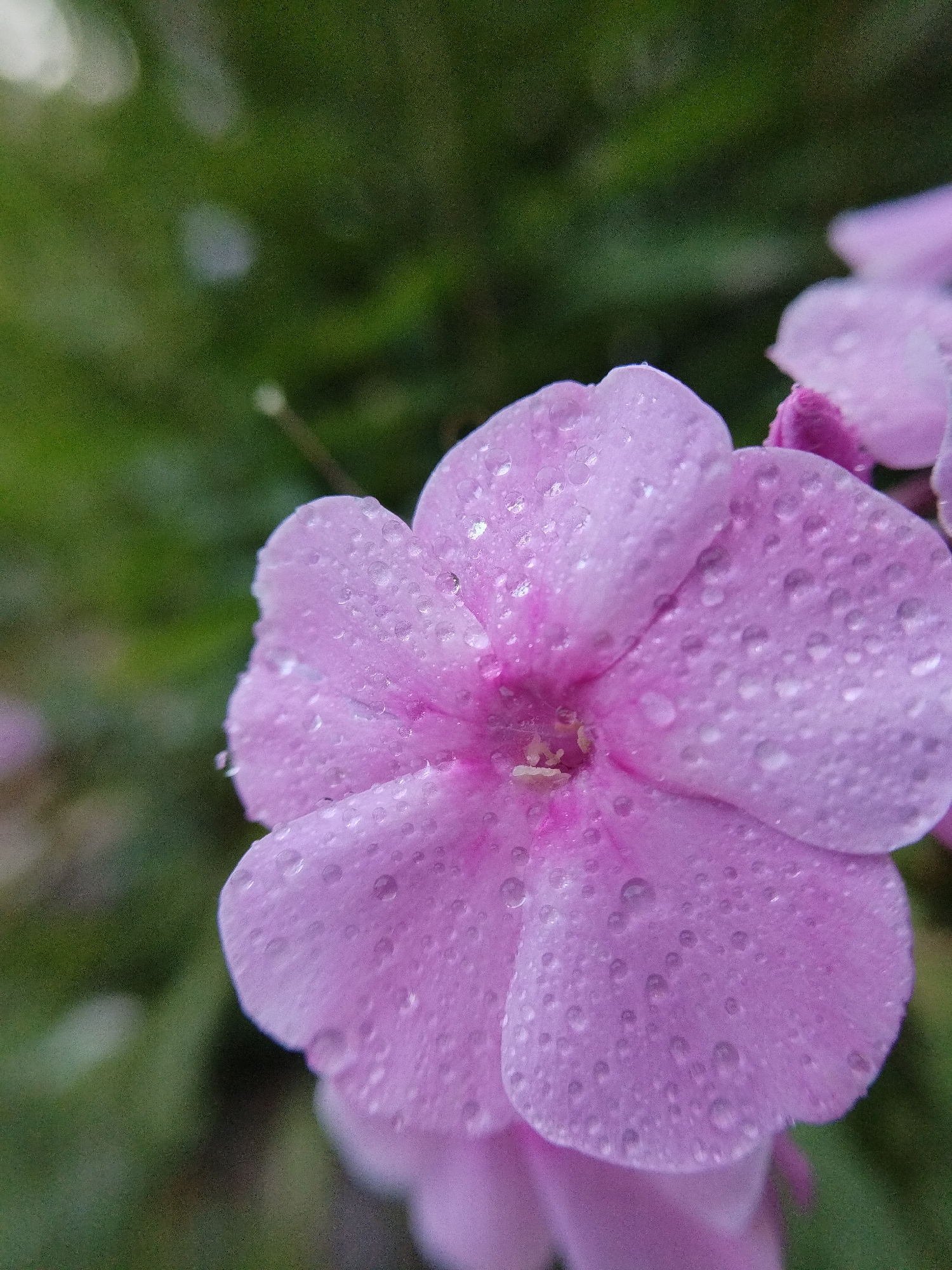 A close-up, macro shot focuses on a single, light purple flower. The petals are covered in numerous small water droplets, giving the flower a dewy appearance. The flower's center is a slightly deeper shade of pink. In the background, out-of-focus green foliage creates a soft, natural setting. No people or urban elements are visible, suggesting a natural or garden environment. The scene is consistent with what might be found in a garden or park in Bialynichy, Belarus, during or after rainfall.