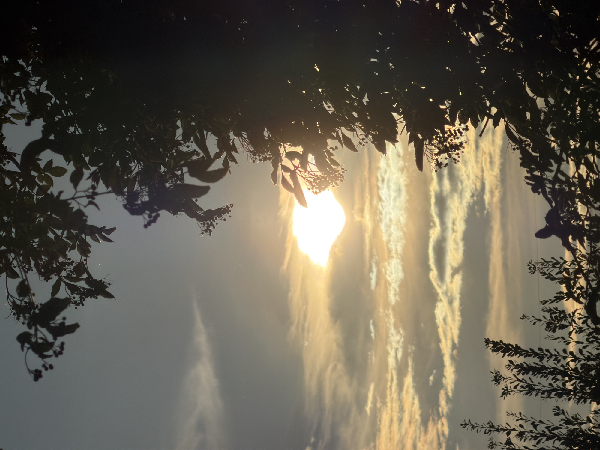 The image captures a serene sunset scene, likely from a natural area in or near Schifflange, Luxembourg. Silhouetted against the sky are the branches and leaves of trees and foliage, with small berries visible on some branches. The sun, partially obscured by clouds, casts a warm, golden glow across the sky, illuminating wispy, elongated clouds. The overall impression is one of natural beauty and tranquility during the twilight hours.