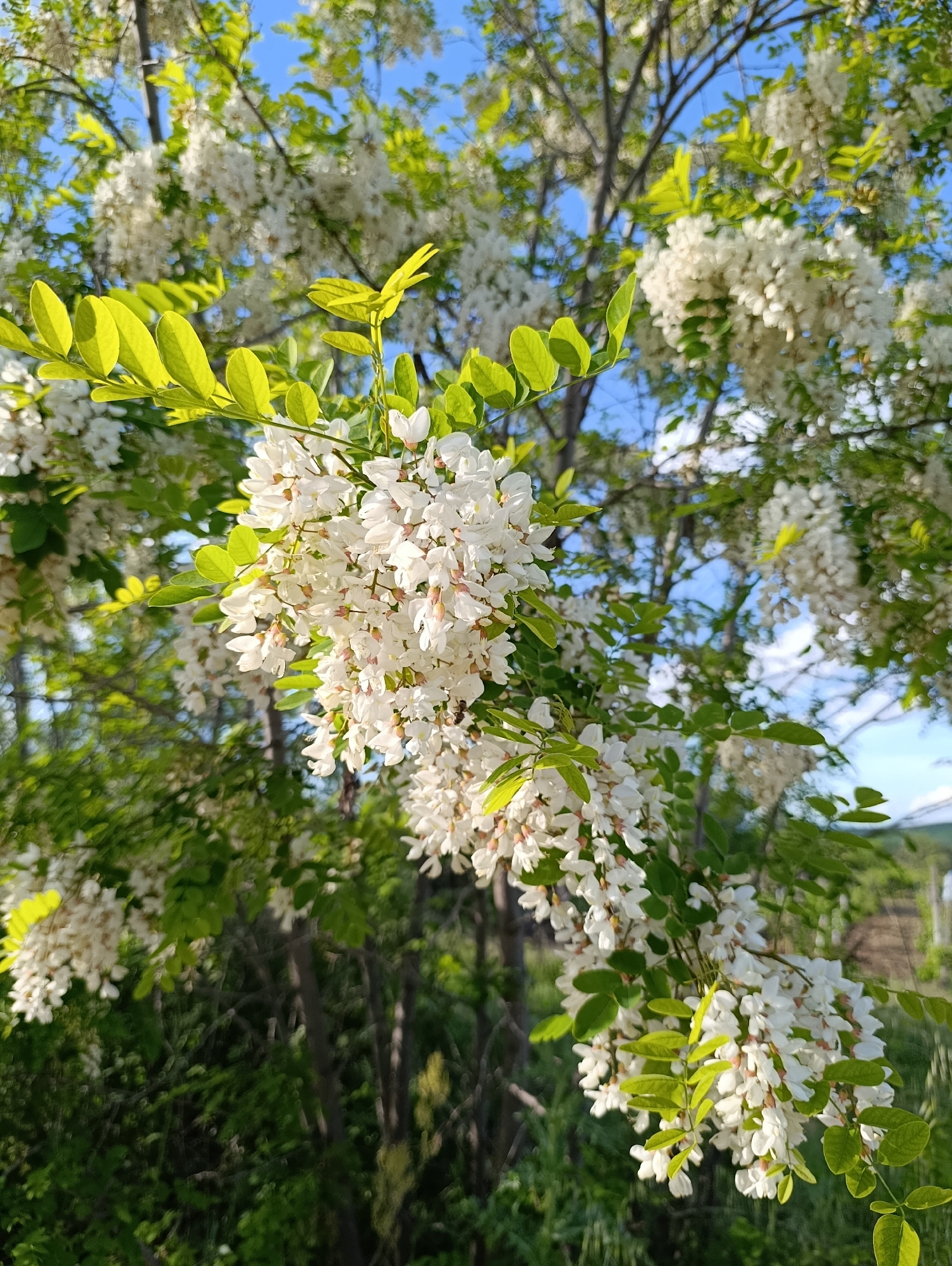 The image shows a close-up view of a flowering tree, likely a black locust (Robinia pseudoacacia), with clusters of white blossoms and green leaves. The background reveals a blue sky partially obscured by the branches and flowers of the tree. Other trees and vegetation are visible in the background, as well as a house. The location is Generalovo, Bulgaria. The image appears to have been taken during the day.