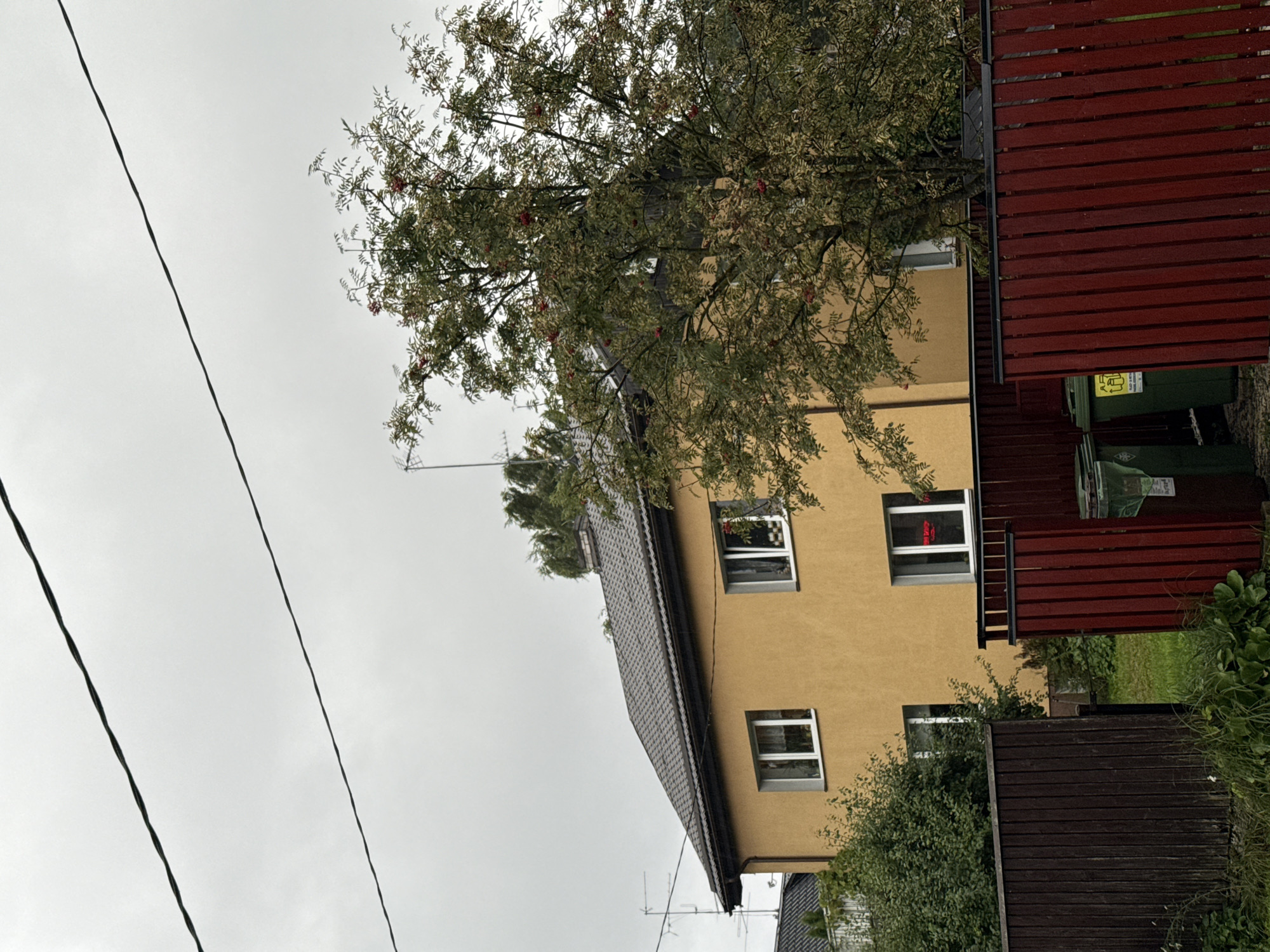 An overcast day in Tallinn, Estonia, frames a yellow apartment building with a dark gray, tiled roof. The building has multiple windows, some with white frames and others with dark frames, several of which are covered with white curtains. A large tree with light green and yellow leaves and clusters of red berries stands prominently in front of the building, obscuring a portion of it. A wooden fence, partly dark brown and partly bright red, runs across the foreground. Two green trash bins are visible behind the red fence section. Power lines are visible in the sky.
