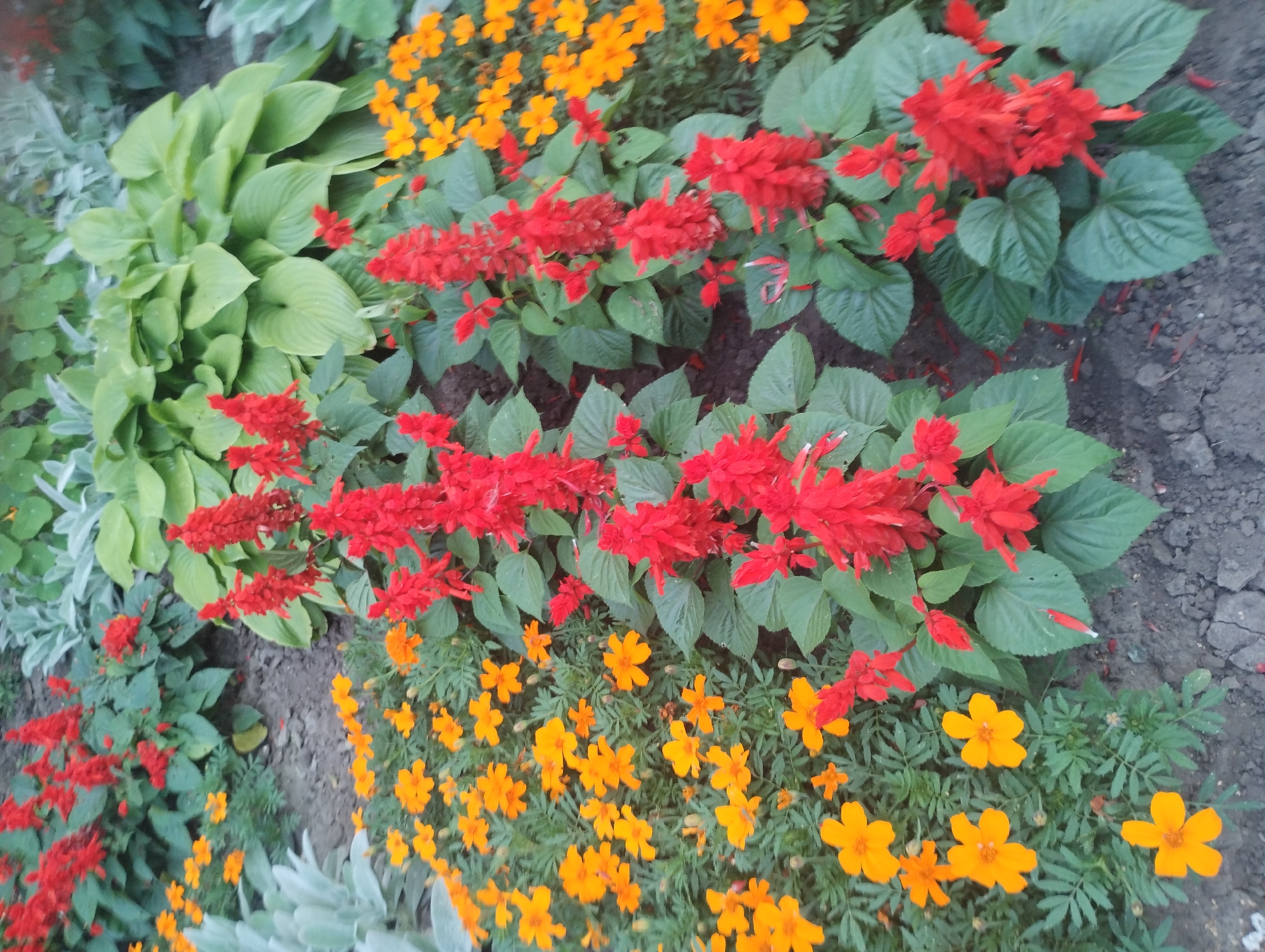 The image shows a flowerbed with various plants, including red salvia and orange marigolds, in a park or garden setting. The salvia are blooming with tall spikes of red flowers, while the marigolds are smaller and a bright orange color. The plants are arranged in a way that creates a colorful and textured display. The background consists of large green hosta leaves and some silvery-grey foliage. The ground is covered with dark soil. The lighting suggests it is daytime, possibly overcast or late afternoon, as there are no harsh shadows. The specific location within the city of Sumy, Ukraine, cannot be determined from the image alone, but it appears to be a well-maintained public green space.