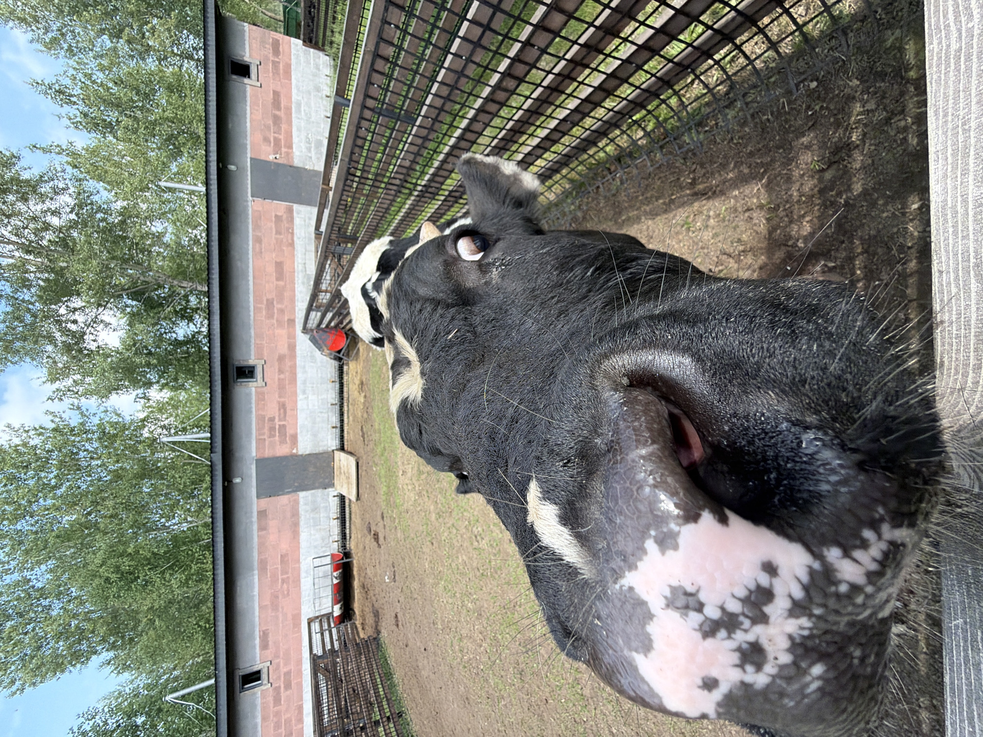 The image depicts a close-up, fisheye perspective of a black and white cow's head, filling the foreground and dominating the frame. The cow's snout and part of its face are prominently featured, with its large, wet nose showing patches of pink and white. Its eye is visible, looking towards the right of the frame. The cow is situated within an outdoor enclosure, likely a farm or petting zoo, given the presence of wooden fences and a dirt ground. In the background, a long, low building with a red brick and grey facade is visible, with several small windows and a gray door. Trees and a blue sky with some clouds are visible above the building. The overall setting appears to be rural, possibly on the outskirts of Beryozovka, Russia, as suggested. There are no humans visible in the frame, and the focus is entirely on the cow and its immediate surroundings.