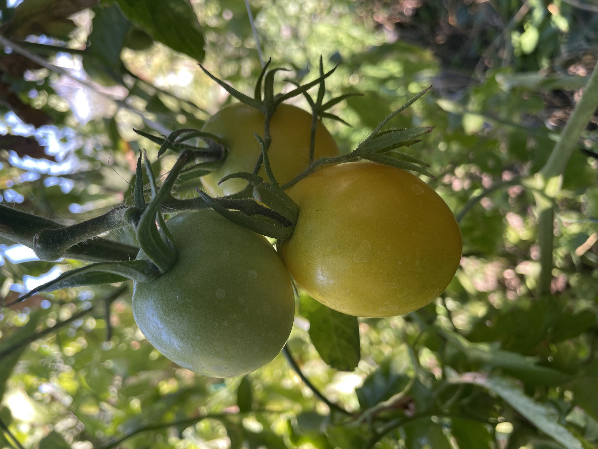 This is a close-up, eye-level, outdoor shot of a cluster of three ripening tomatoes hanging from a vine. One tomato is a pale green, while the other two are a yellowish-green. The tomatoes are clustered together on a branch with green leaves and stems visible. The background is a blur of green foliage and sunlight, suggesting an out-of-focus garden or natural setting. The image does not provide any information about the city of Rostov-on-Don, Russia, or any people.