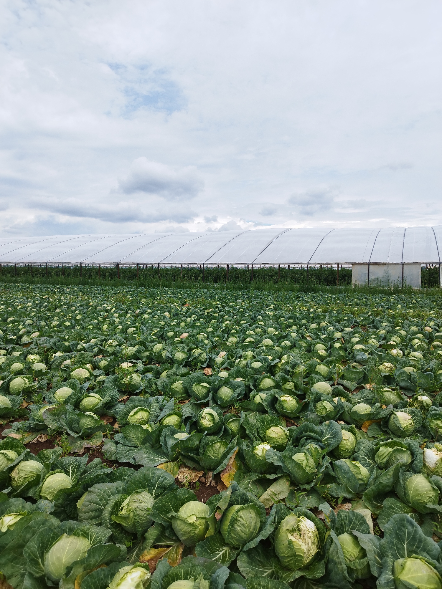 The image depicts a vast field of ripe cabbages in Băleni-Români, Romania. In the background, a long, white greenhouse structure stretches across the horizon, covering what appears to be a different crop. The sky above is overcast with a mix of gray and white clouds, suggesting a temperate climate. The foreground is filled with rows of tightly packed green cabbages, many of which are plump and ready for harvest. The soil is dark and visible between the plants, with some dry, fallen leaves scattered throughout. There are no people or animals visible in the scene.