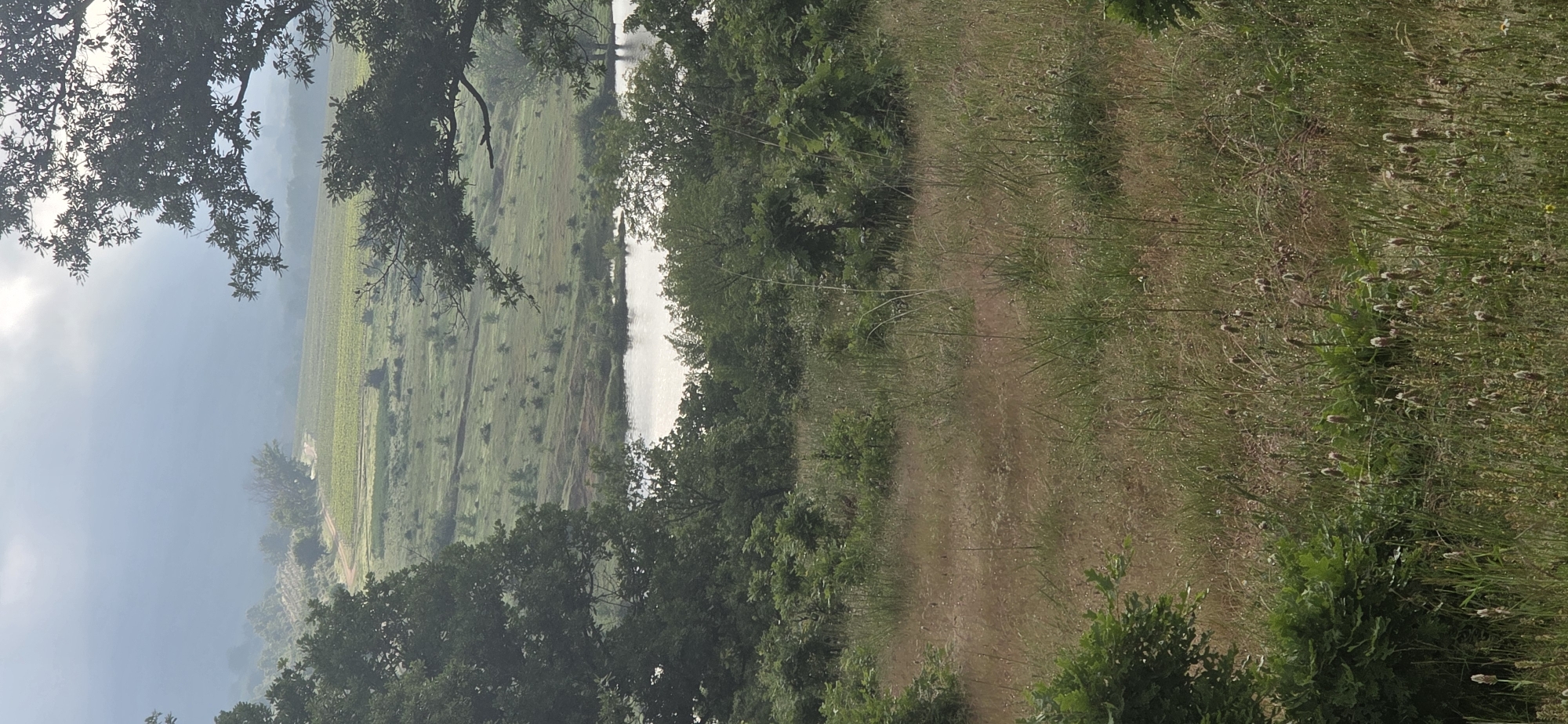The photograph depicts a landscape with a mix of natural and agricultural elements. The scene is partially obscured by trees in the foreground, framing the view. Beyond the trees, there is a field with distinct rows, likely a cultivated area such as a vineyard or farmland. A body of water, possibly a river or a lake, is visible in the mid-ground. The sky is overcast with heavy cloud cover. A dirt path runs through the grassy area to the right of the trees.
While Esen, Bulgaria is stated as the location, there are no specific indicators within the image to confirm it.