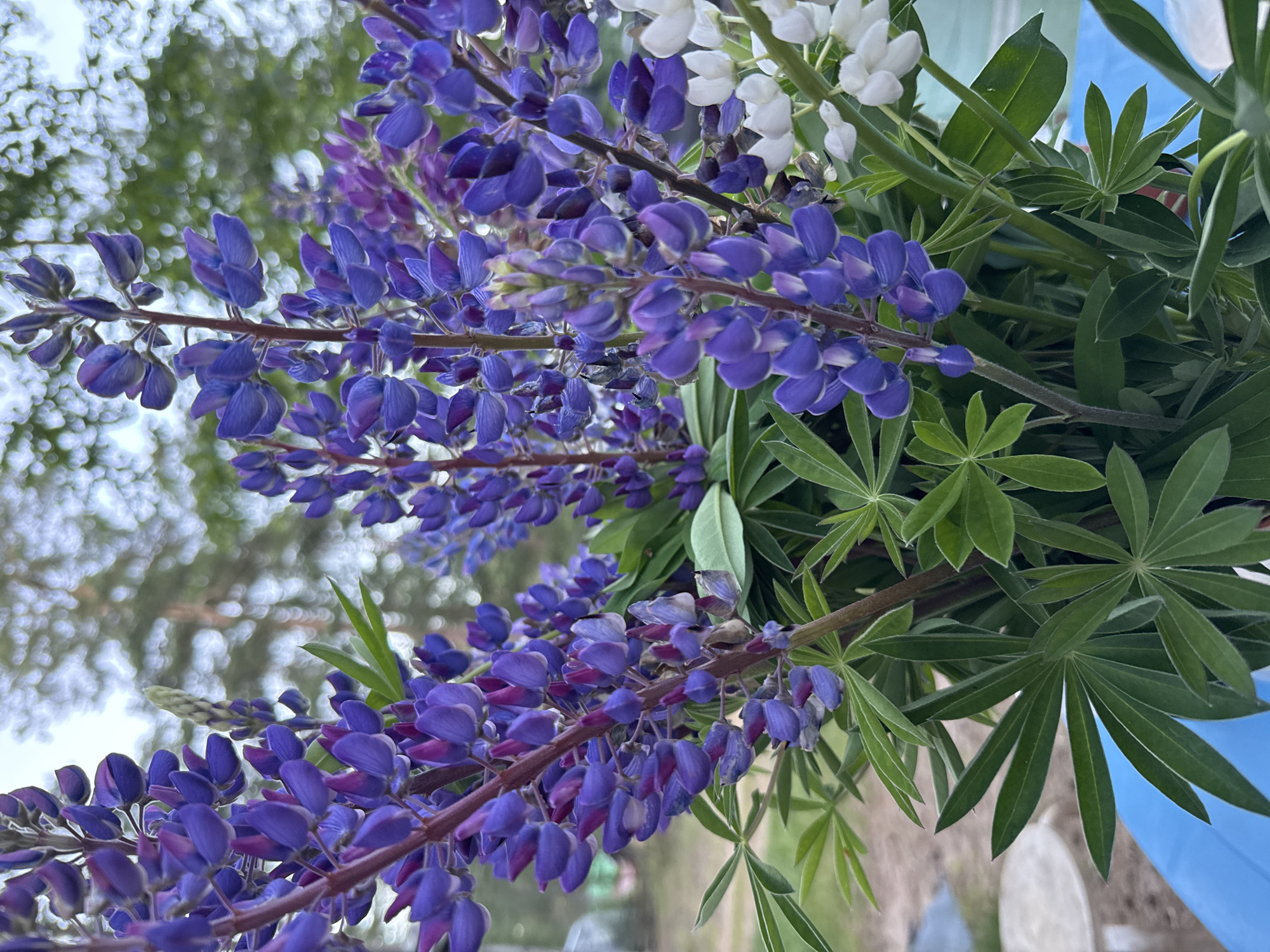 A close-up, vertical, outdoor shot captures a bouquet of purple and white lupine flowers, with a blurred background of trees and sky. The focus is on the intricate details of the flowers, their stems, and lush green leaves. The bouquet is placed in a blue container, visible at the bottom of the frame. The lighting suggests an overcast day. The scene is located in Ozerki (Krasnodolinskaya), Russia.