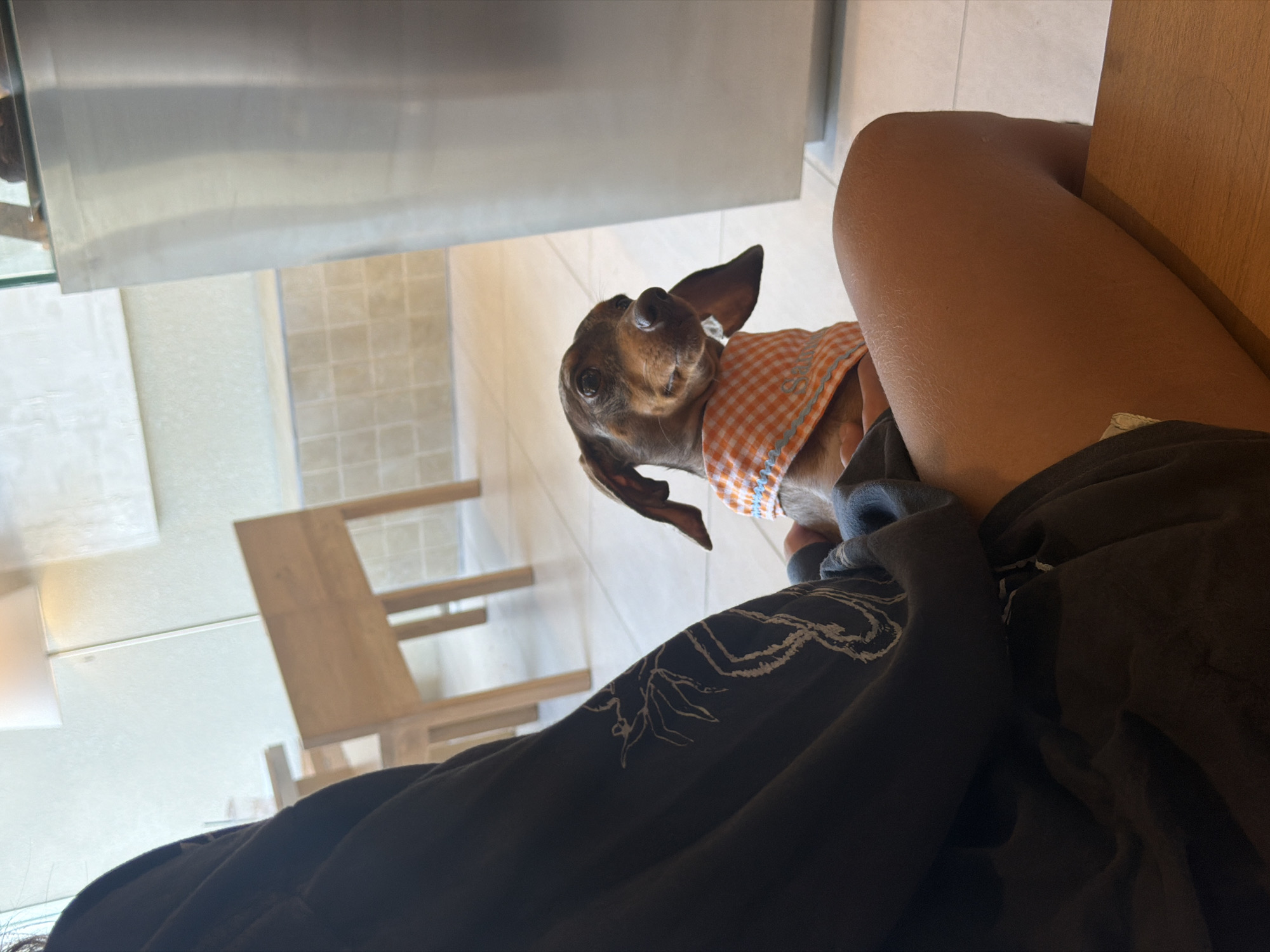 A dachshund wearing an orange and white checkered bandana is held in the lap of a person wearing a dark hoodie with a white graphic print. The dog is looking to the right, and its ears are floppy. The person's legs are visible, and they are wearing shorts. The background shows a tiled floor, a wooden chair, and a large silver object, possibly a refrigerator or cabinet, in what appears to be a cafe or restaurant. The scene is lit by natural light from a window. The location is not specified.
