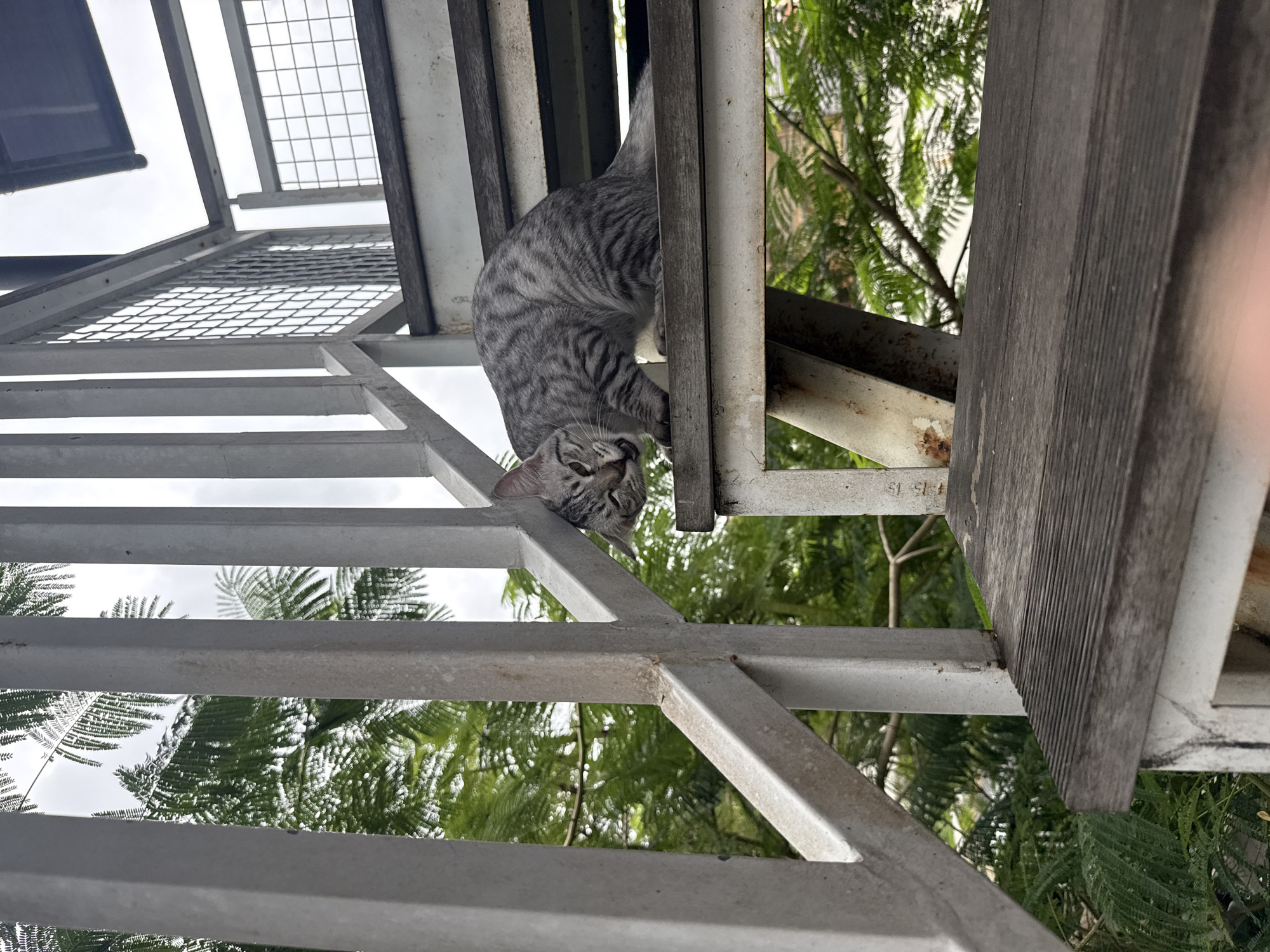 In Kuta Selatan, Indonesia, a tabby cat with gray and black stripes is perched on a wooden step of an outdoor staircase. The cat is facing left, with its mouth open as if hissing or meowing, and its tail is extended behind it. The staircase is constructed with metal railings and wooden steps, showing signs of wear and rust. Lush green foliage and trees are visible in the background, indicating an outdoor setting. The sky is overcast.