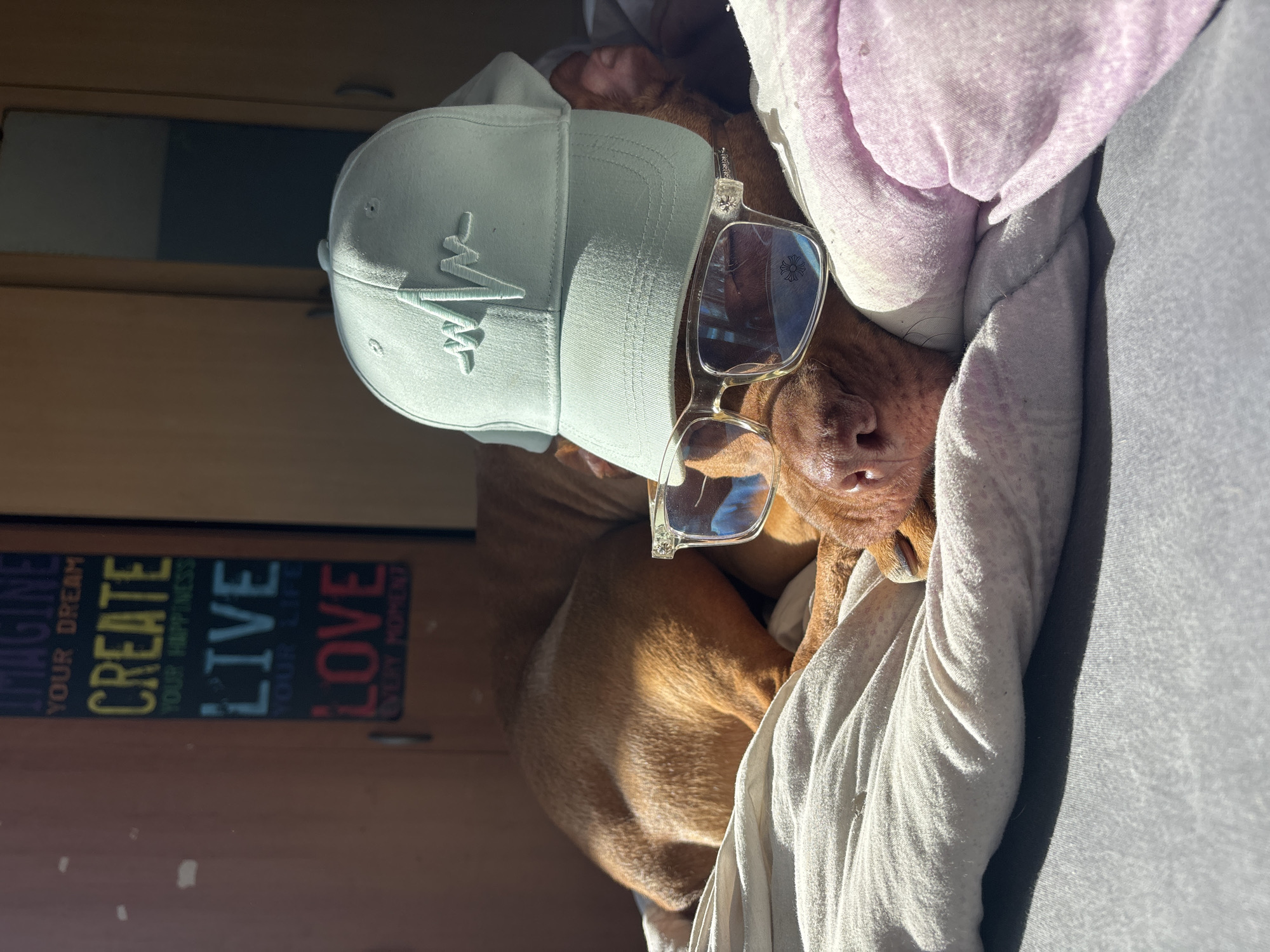 A brown dog is lying in bed, wearing a light blue baseball cap and clear-framed glasses. The dog is positioned amidst white and pink bedding, with a gray blanket visible. Behind the bed is a light brown cabinet. Attached to the cabinet is a decorative sign with the words "IMAGINE," "CREATE," "LIVE," and "LOVE" in colorful lettering. The location is not discernible from the provided image.