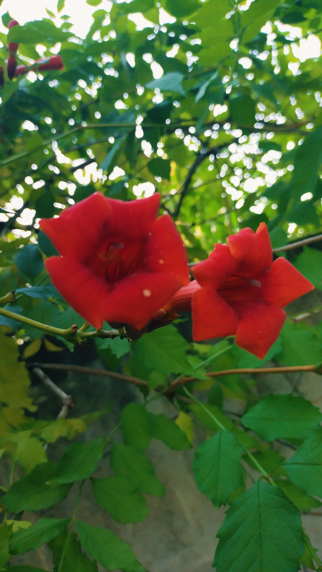 The image displays a close-up view of two vibrant red trumpet-shaped flowers amidst lush green foliage. The flowers are positioned on a branch, with one being more prominent in the foreground and slightly to the left, while the other is slightly smaller and to the right. The background is filled with out-of-focus green leaves and glimpses of sunlight filtering through, creating a bokeh effect. A textured, possibly stone or concrete, surface is visible at the bottom and left of the frame. The overall scene is natural, likely from an outdoor setting. There are no people, animals, or specific urban features visible to indicate a location within the city of Horishni Plavni, Ukraine. The image focuses solely on the botanical subject matter.