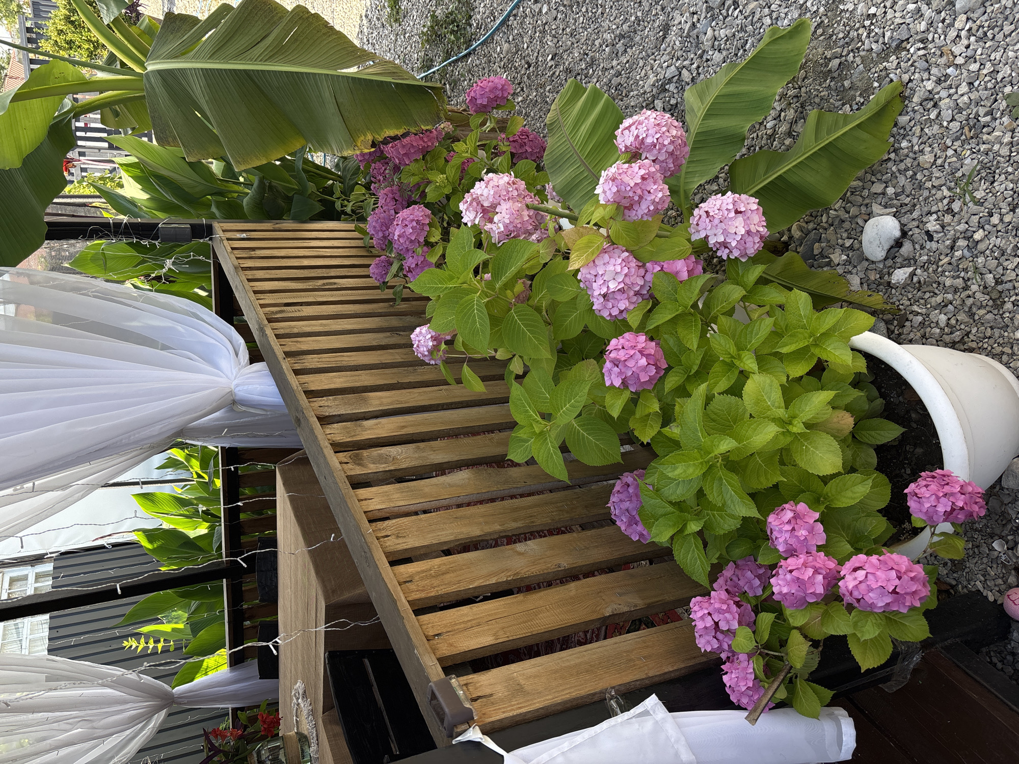 The image captures an outdoor setting with lush greenery and floral arrangements, likely part of a decorative display. Dominating the scene are large, vibrant pink hydrangeas blooming profusely, their spherical flower heads creating a soft, textured visual. Interspersed with the flowers are large, broad green leaves, possibly from a banana plant, adding a tropical feel.
In the foreground, a rustic wooden structure, possibly a tiered shelf or display stand made of planks, is visible. White sheer fabric, draped and gathered, creates a soft, airy ambiance, suggesting it might be part of a tent, canopy, or decorative backdrop. Tiny white string lights are subtly woven into the fabric and structures, hinting at an evening or festive occasion. The ground is covered with small, grey gravel, and in the background, there are glimpses of other plants and some building structures.
The lighting suggests it is daytime, with sunlight illuminating the plants and creating shadows, particularly on the wooden structure. The overall mood is serene and inviting, with a focus on natural beauty and decorative elements. There is no visible text in the image. The location context provided is Gudauta, Abkhazia.