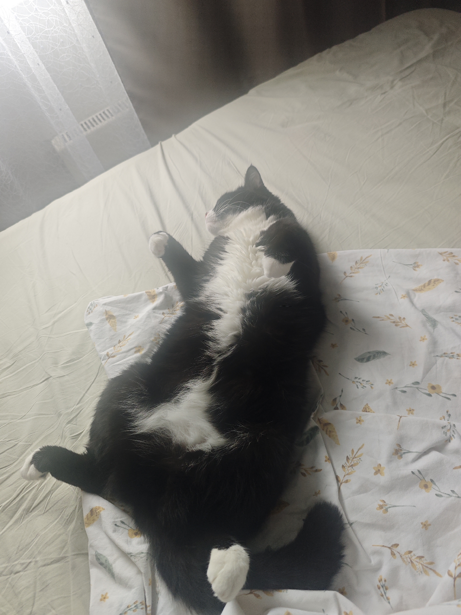 A black and white cat is lying on its back on a bed. The cat is facing towards the top left of the frame. The cat has white paws and a white belly. The bed appears to be covered with a white sheet with a floral pattern. The room is dimly lit. The location of this image is Chekhov, Russia.