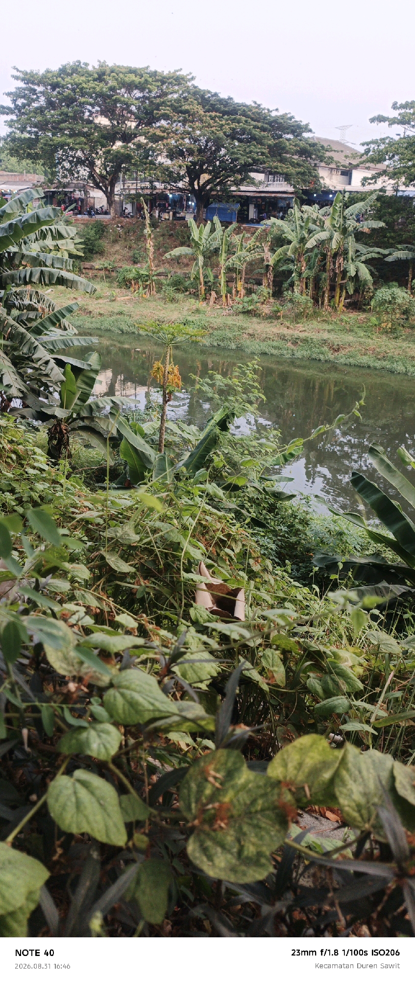 The image depicts a natural scene in East Jakarta, Indonesia, likely within a park or green space adjacent to a river or canal. The foreground is dominated by lush, dense vegetation, primarily large-leafed plants that appear to be banana trees and other tropical foliage. These plants create a dense, almost impenetrable wall of green.
In the mid-ground, a body of calm water, likely a river or canal, reflects the sky and surrounding greenery. On the far bank of the water, there is a clearing with a few scattered buildings and what appear to be market stalls or small shops. Several large, mature trees with expansive canopies are visible in the background, providing shade and a natural canopy over the area. There are no people clearly visible in the image, although there may be some indistinct figures in the distance near the buildings. The overall atmosphere is one of natural abundance and a somewhat rural or semi-urban fringe environment within the city.