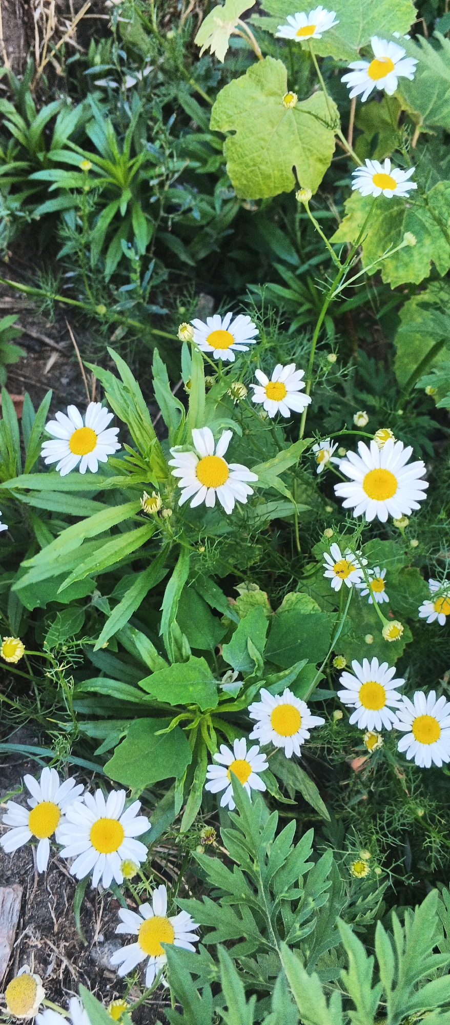 A close-up, vertical shot captures a patch of wild daisies in bloom, nestled amongst lush green foliage. The daisies, with their characteristic white petals and bright yellow centers, are the primary subjects. Several flowers are in focus, displaying their delicate structures. Interspersed with the daisies are various green leaves, some broad and lobed, while others are feathery and finely cut. Small buds and unopened flowers are also visible, hinting at the ongoing growth of the plants. The background is a dense mix of more greenery and some dark, earthy ground. The lighting suggests it is daytime, with natural light illuminating the scene. The overall impression is one of natural beauty in an outdoor setting, likely a garden or wild area within the city of Smila, Ukraine.
