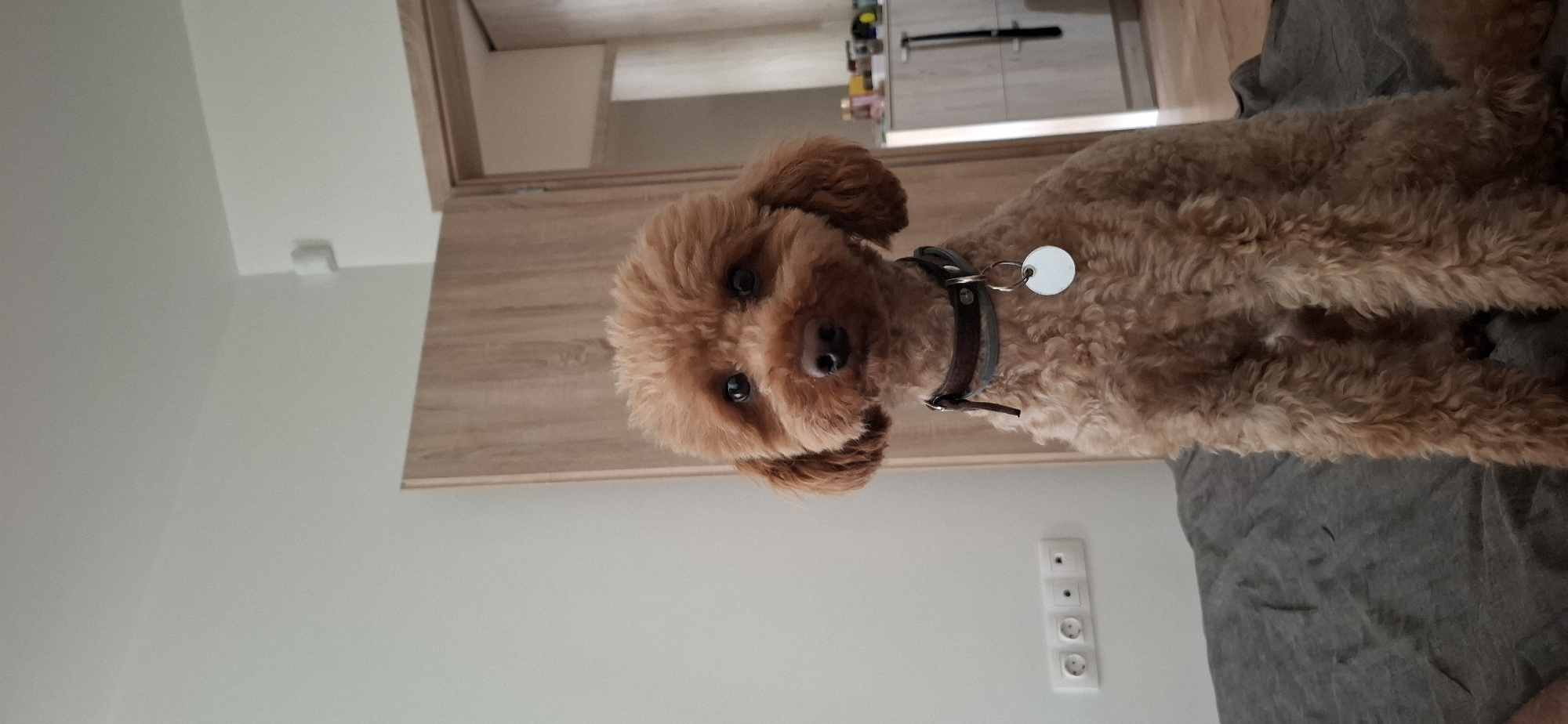 A medium shot shows a toy poodle, with reddish-brown curly fur, sitting upright on a dark gray surface, likely a bed or couch, in a domestic setting. The poodle is looking directly at the camera with a neutral expression. It wears a dark brown collar with a metal tag. The background features a light-colored wall with a door to the right, appearing to be a bedroom or living area. Several electrical outlets are visible on the left wall. The overall scene is indoors and appears to be a candid photograph of the pet. There is no identifiable information indicating the location is in Sofia, Bulgaria.