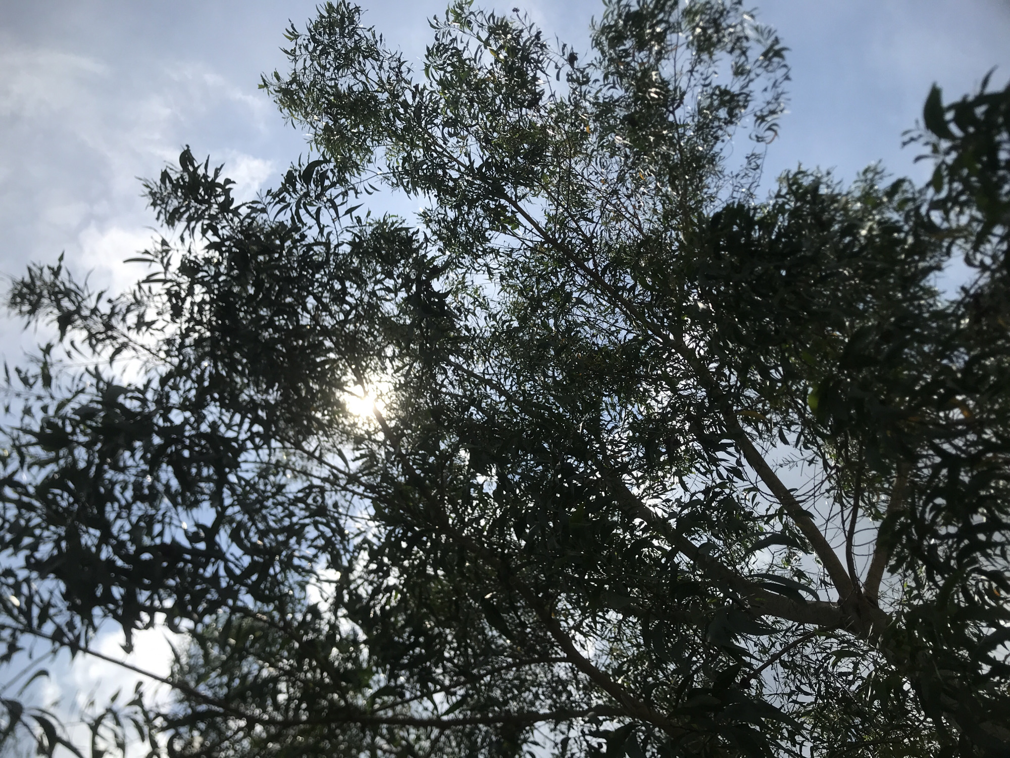 The image depicts a low-angle view looking up through the dense foliage of trees. The leaves are small and narrow, characteristic of eucalyptus or willow trees. Sunlight filters through the branches, creating bright spots and shadows. The sky is visible in patches between the leaves, showing a mix of light blue and white clouds. The branches are silhouetted against the sky, and there are no people, subjects, or objects in the image. There is no additional information to indicate that the image was taken in Lhokseumawe, Indonesia.