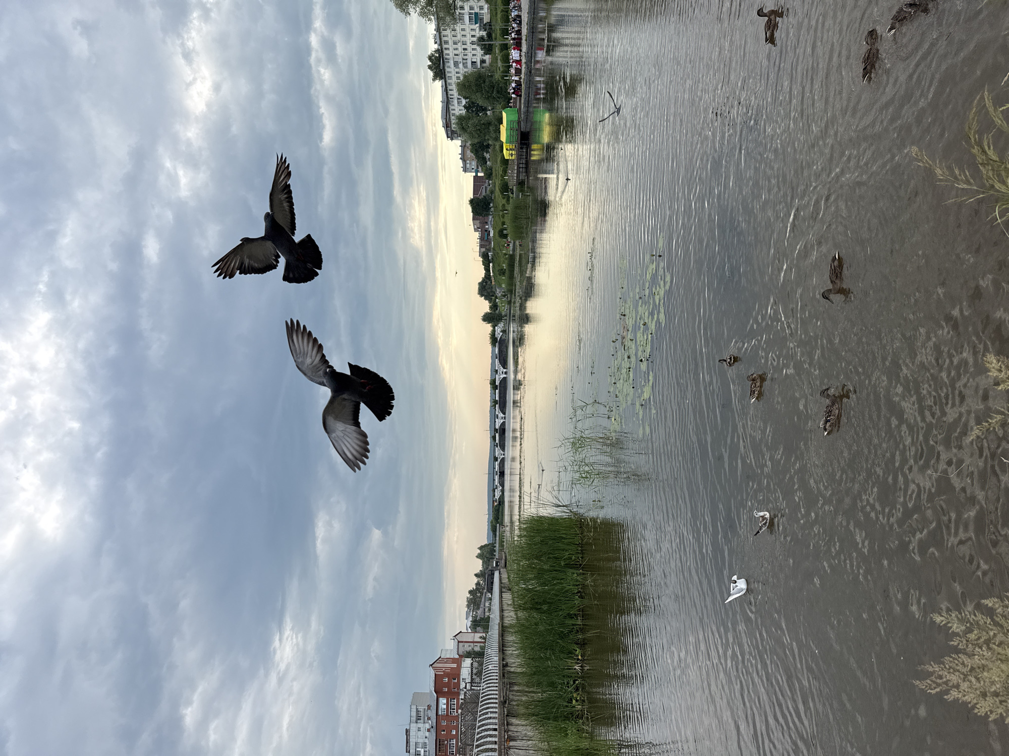 The image depicts a wide, calm river in Votkinsk, Russia, under a cloudy sky. On the left bank, a promenade with a distinctive white and black patterned railing runs alongside buildings, including a red brick structure. Tall green reeds grow along the edge of the river in the foreground. Several ducks and two seagulls are visible on the water. Two pigeons are captured in flight in the upper portion of the frame. Across the river, the opposite bank features buildings, trees, and a bridge in the distance. A gathering of people is observed on the right bank, near colorful structures, one of which is green. The water reflects the sky and the surrounding environment.
