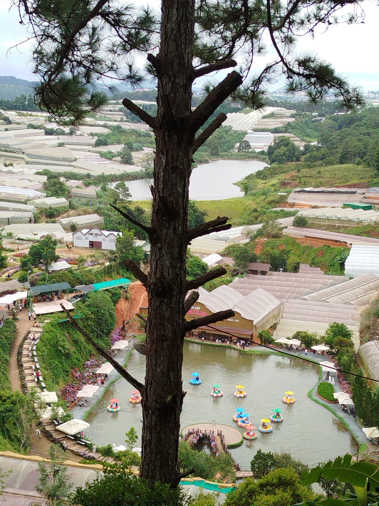This image captures a picturesque view of the Cam Ly waterfall and its surrounding tourist attractions in Da Lat, Vietnam. In the foreground, a large pine tree trunk dominates the frame, partially obscuring the scene below. The middle ground features a tranquil lake where several colorful pedal boats, some shaped like ducks, are being used by visitors. Along the lake's edge, white umbrellas provide shade for seating areas, and lush green foliage and blooming flowers add to the serene atmosphere.
Further in the background, numerous greenhouses, characteristic of Da Lat's agricultural landscape, stretch across the rolling hills, interspersed with patches of dense green forest. A white building with "PINK VALLEY" signage is visible, suggesting a specific recreational area. The overall environment is one of natural beauty combined with tourist development, showcasing the popular Cam Ly waterfall area.
