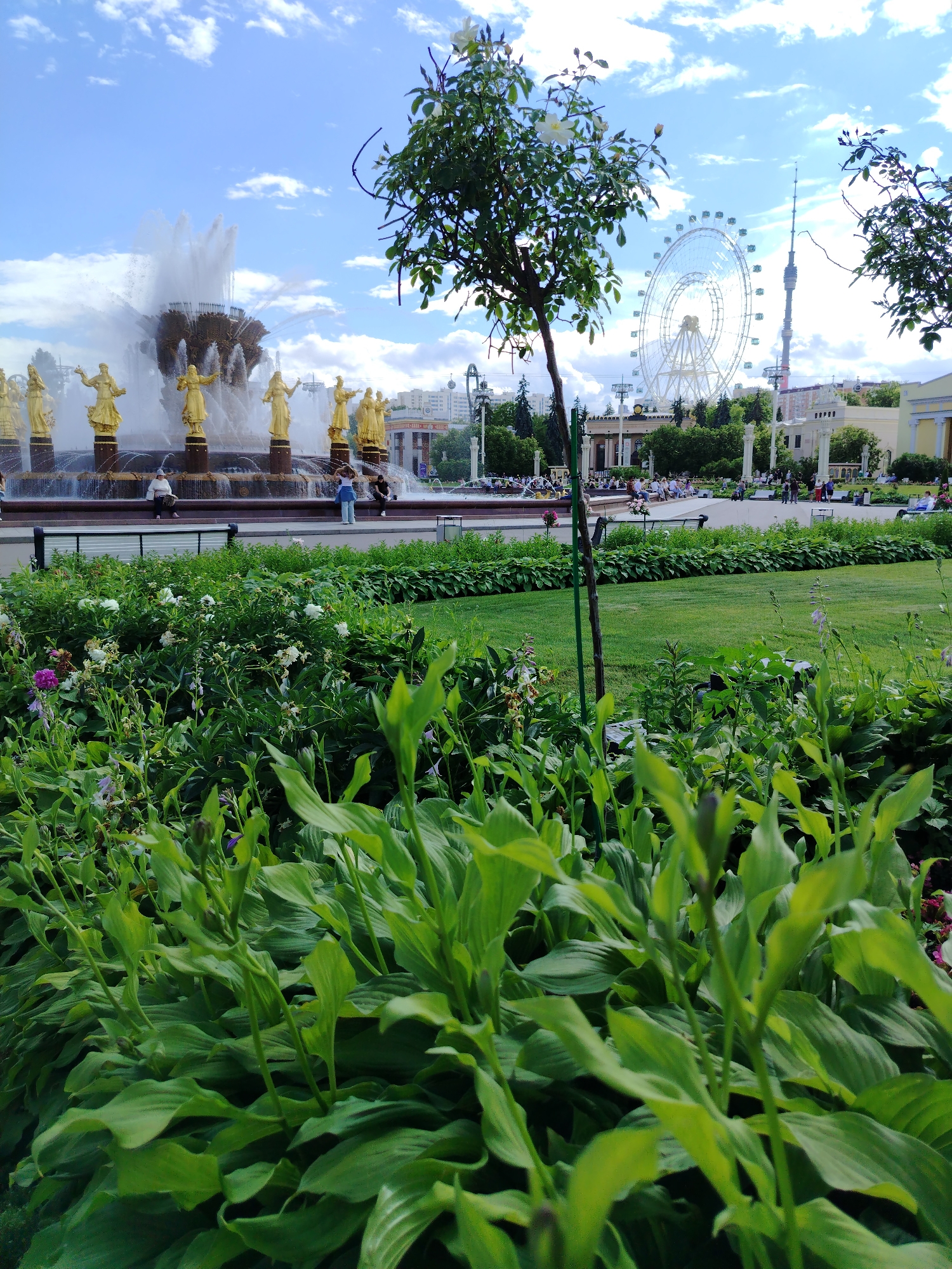 This media file depicts a vibrant outdoor scene in Moscow, Russia, likely at a park or exhibition ground on a clear day. The foreground is dominated by lush green foliage, with large, broad leaves and some delicate flowering plants, suggesting a well-maintained garden.
In the midground, a grand fountain with golden statues of women is in full operation, spraying water high into the air. The statues are positioned on pedestals, adding to the monumentality of the fountain. Behind the fountain, a large Ferris wheel stands out against the blue sky, a prominent landmark of the location. A tall tower, possibly a communications tower, is also visible in the distance. Several people are scattered throughout the scene, some sitting near the fountain, others walking, indicating a leisurely atmosphere and a public gathering space. The architecture in the background, with its classical columns and grand facades, suggests an exhibition complex or a significant cultural site.
The weather appears to be pleasant, with a bright sky and scattered clouds, indicating daytime, likely late morning or afternoon. The overall mood is one of enjoyment and recreation in a scenic urban environment. No visible text is present in the image.