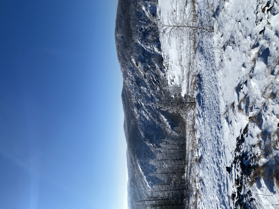 The image displays a vast winter landscape within Zelenaya Polyana, Russia, under a clear, bright blue sky. The foreground is a snow-covered expanse featuring irregular drifts, exposed dark rocks, and patches of dry, brown vegetation. In the midground, a solitary, conical evergreen tree heavily laden with snow stands prominently, flanked on the left by a cluster of tall, thin conifer trees also covered in frost. To the right, a slender, bare deciduous tree with light-colored bark is visible. The background consists of a series of snow-dusted mountains and rocky hills, with visible dark rock faces and scattered snow-covered trees. No human or animal subjects, structures, or signs of human activity are depicted.