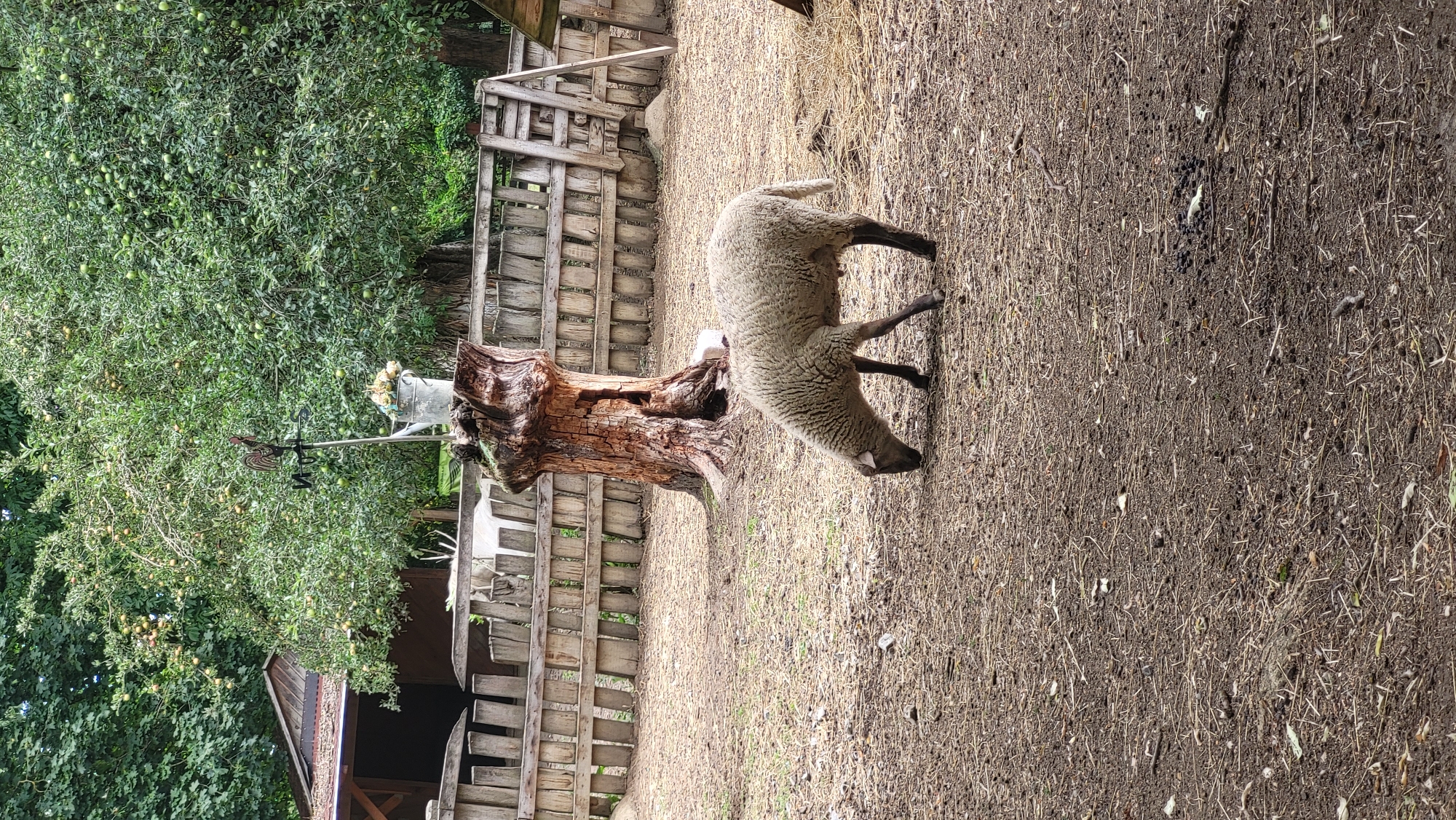The image shows a sheep grazing in an outdoor enclosure. The sheep is light brown and white, with dark legs. It is facing to the left and is bent over, eating from the ground. The ground is covered in dirt, straw, and dry grass. Behind the sheep, there is a wooden fence and a large, hollowed-out tree stump. On top of the stump, there is a metal watering can with flowers and a weathervane shaped like a rooster. In the background, there is a building with a wooden roof and a dense canopy of green leaves from trees. The overall impression is of a rural or farm setting. There are no people visible in the image. This scene is likely from a farm or petting zoo in the city of Prešov, Slovakia, given the context.
