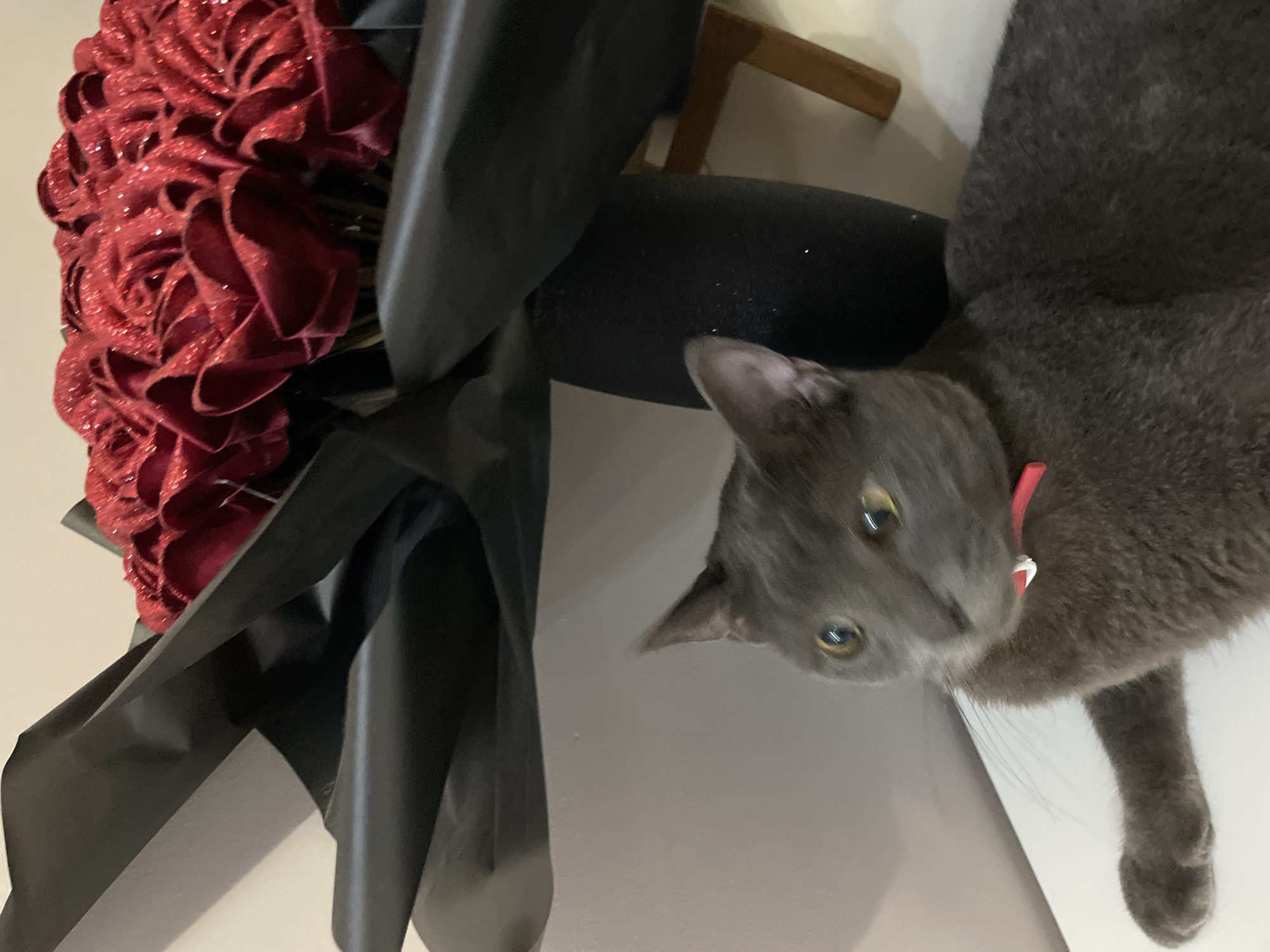 A grey cat with yellow eyes and a red collar is lying down in front of a bouquet of red glitter roses wrapped in black paper. The scene appears to be indoors, possibly on a white surface like a table or shelf, with a light-colored wall in the background. There is also a glimpse of a wooden chair and a dark vase behind the roses. The image is a close-up shot, focusing on the cat and the bouquet. The location in Sochi, Russia, is not determinable from the visual information provided.