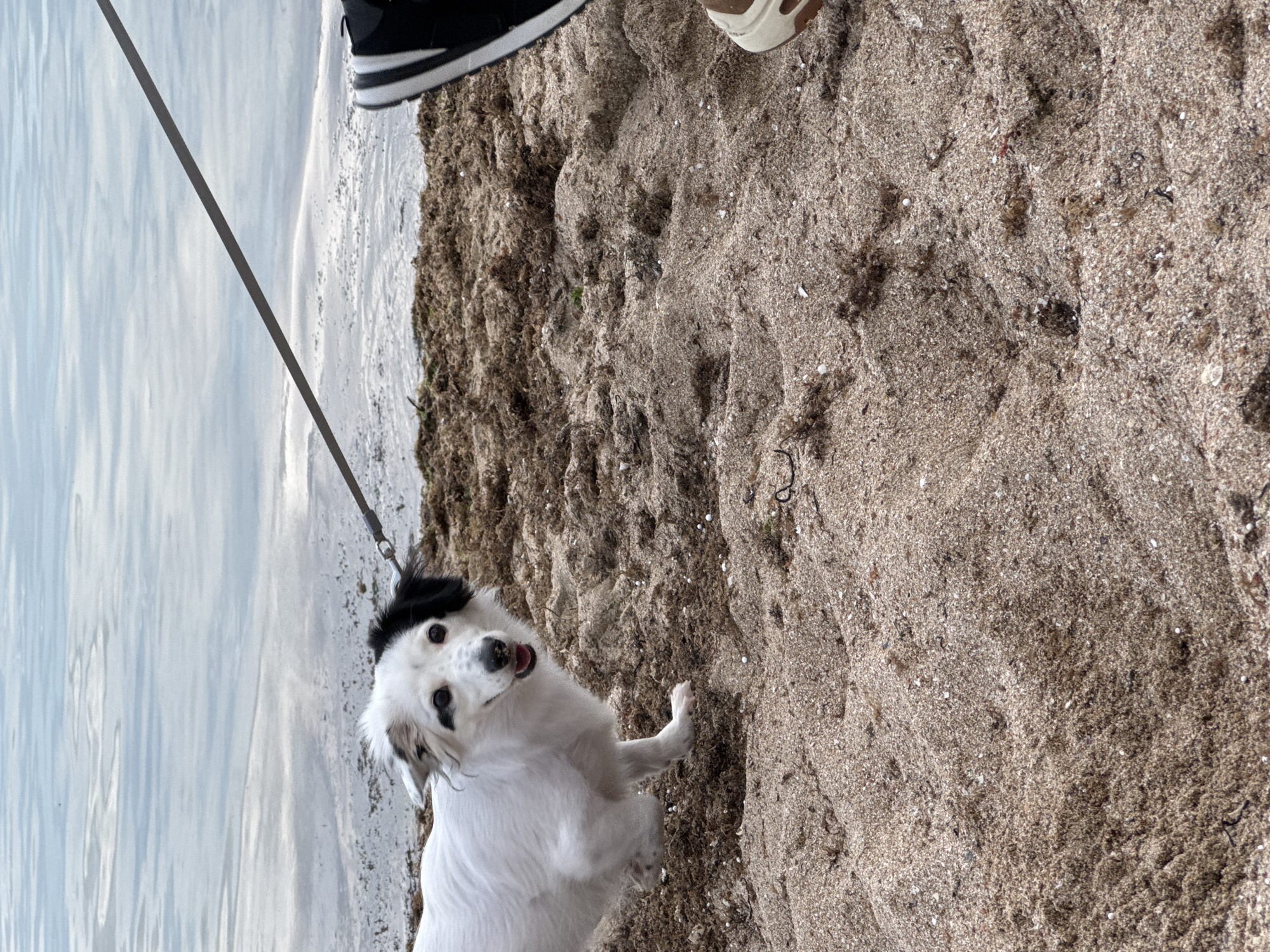 A small, white dog with black markings is on a leash near the water's edge. A person wearing a shoe is visible next to the dog. The location appears to be a beach, possibly in Yevpatoriya, Ukraine. The sand is light brown and coarse.