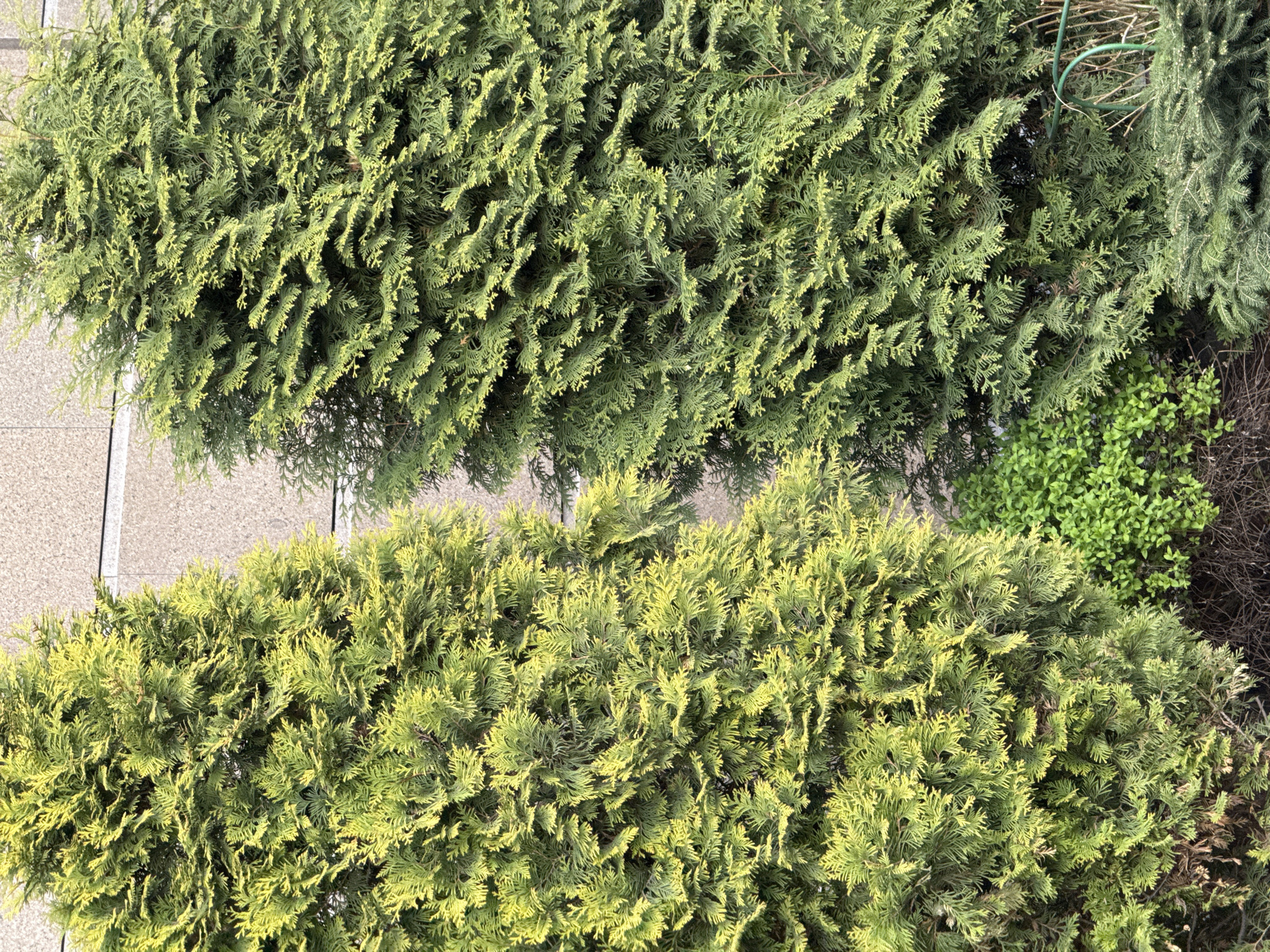 This overhead shot captures a vibrant outdoor garden or landscaped area, primarily featuring two distinct masses of coniferous evergreen shrubs. A light gray paved path or sidewalk diagonally separates the top left from the bottom right of the image.
The upper section is dominated by a dense, dark green evergreen bush, likely a type of arborvitae or false cypress, characterized by its scale-like foliage. Its rich, deep green color provides a contrast to the lighter elements. To its right, a green, curved metal support structure is partially visible among the foliage, and a patch of smaller, brighter green leafy plants can be seen in the lower right corner, alongside some bare, brown branches.
The lower section of the image is filled by another large evergreen bush, similar in texture but distinctly different in color. Its foliage is a striking yellowish-green, appearing brighter and more vibrant than the darker bush above. Both bushes exhibit dense, layered growth, creating a rich texture across the frame.
The scene is brightly illuminated by natural daylight, suggesting it is daytime under either clear or lightly overcast skies. There are no people, animals, or discernible activities taking place. No visible text is present in the image.