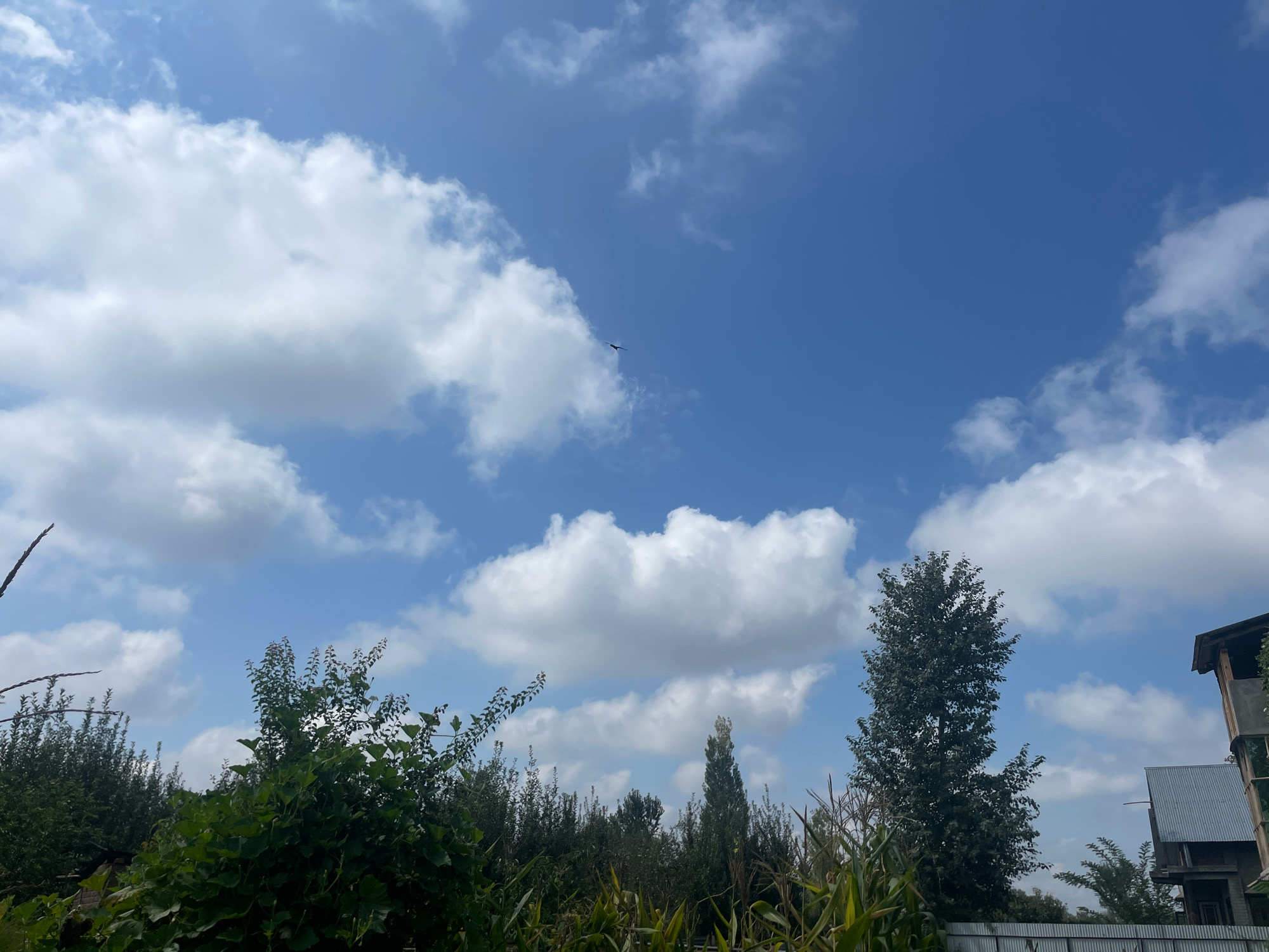 The image depicts an outdoor scene with a clear blue sky dotted with white cumulus clouds. In the upper portion of the frame, a solitary bird is captured in flight. The lower half of the image is dominated by lush green foliage, including trees and what appears to be cornstalks, suggesting a rural or semi-rural setting. A fence runs horizontally across the bottom, and a structure, possibly a house, is partially visible on the right side. The overall impression is one of a natural landscape on a bright day. The location is specified as Shelipora, India.