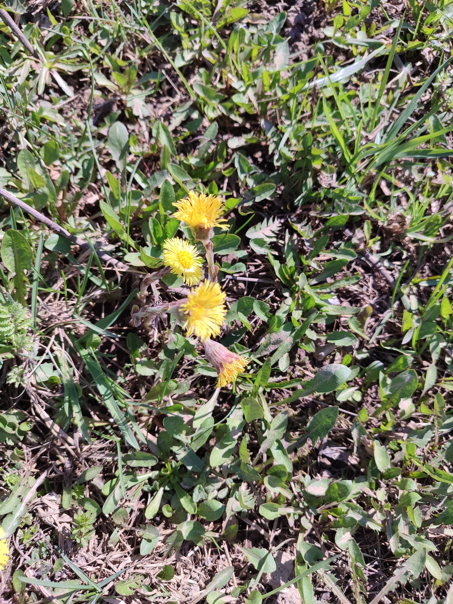 The image shows a patch of ground covered in mixed vegetation, including grass, weeds, and several blooming coltsfoot plants (Tussilago farfara). The coltsfoot plants have bright yellow flowers on stalks. The ground appears to be dry, with visible soil and dead leaves. The location is presumed to be in Malaya Purga, Russia, based on an unconfirmed premise. There are no people visible in the frame.