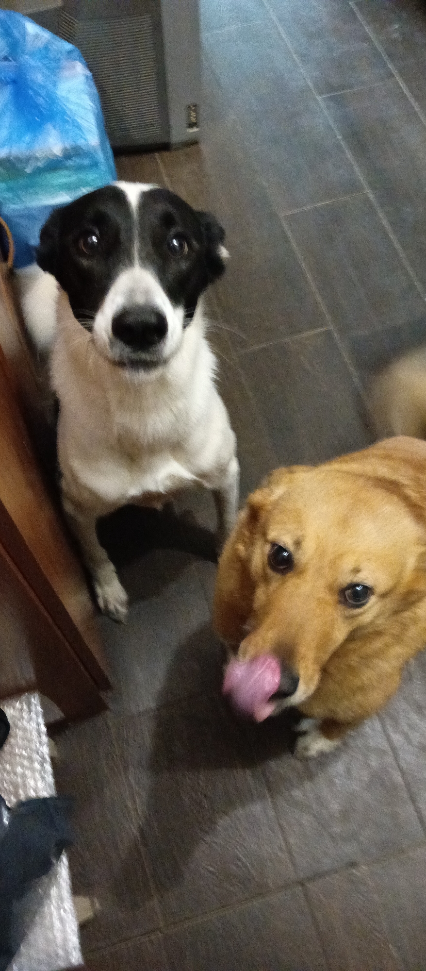 Two dogs are standing on a dark gray tiled floor indoors. The dog on the left is mostly white with black markings around its eyes and ears. It is standing and looking directly at the camera. To the right, the other dog is light brown and appears to be licking its nose with its tongue extended. A blue object is partially visible in the upper left corner, near a light-colored wall or appliance. A wooden cabinet or frame is seen on the left edge of the frame.