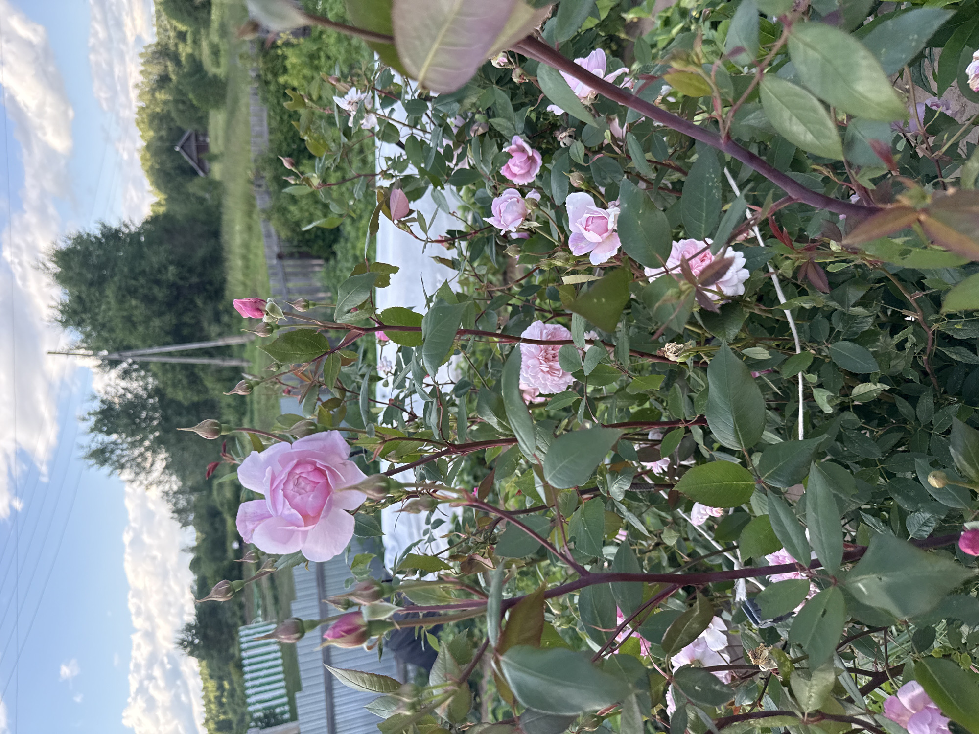 This is a vertical, eye-level outdoor shot featuring a bush with several pink roses and buds. The roses are mostly open, with delicate petals in varying shades of pink. Some rose buds are visible, hinting at future blooms. The leaves of the rose bush are a deep green, and some of the stems are a reddish-brown color. In the background, out of focus, a rural landscape is visible, suggesting a garden or backyard setting in a natural environment. The sky is visible in the upper left portion of the image, with some clouds, indicating it is daytime. The overall mood is peaceful and serene, showcasing the beauty of nature. No text is visible in the image.