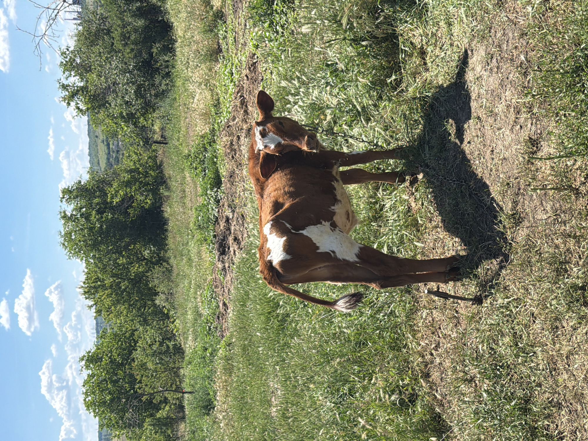 This media file shows a brown and white calf in a grassy field. The calf is lying down and looking up, with its head turned towards the viewer. Its body is mostly brown with white patches on its chest and hindquarters. The calf's tail is long and flicking. The setting appears to be a rural area with trees and a clear blue sky with some white clouds. The sun is shining, casting a shadow of the calf on the ground. The calf seems to be on a chain, which is visible around its neck. The overall impression is of a peaceful, sunny day in the countryside.