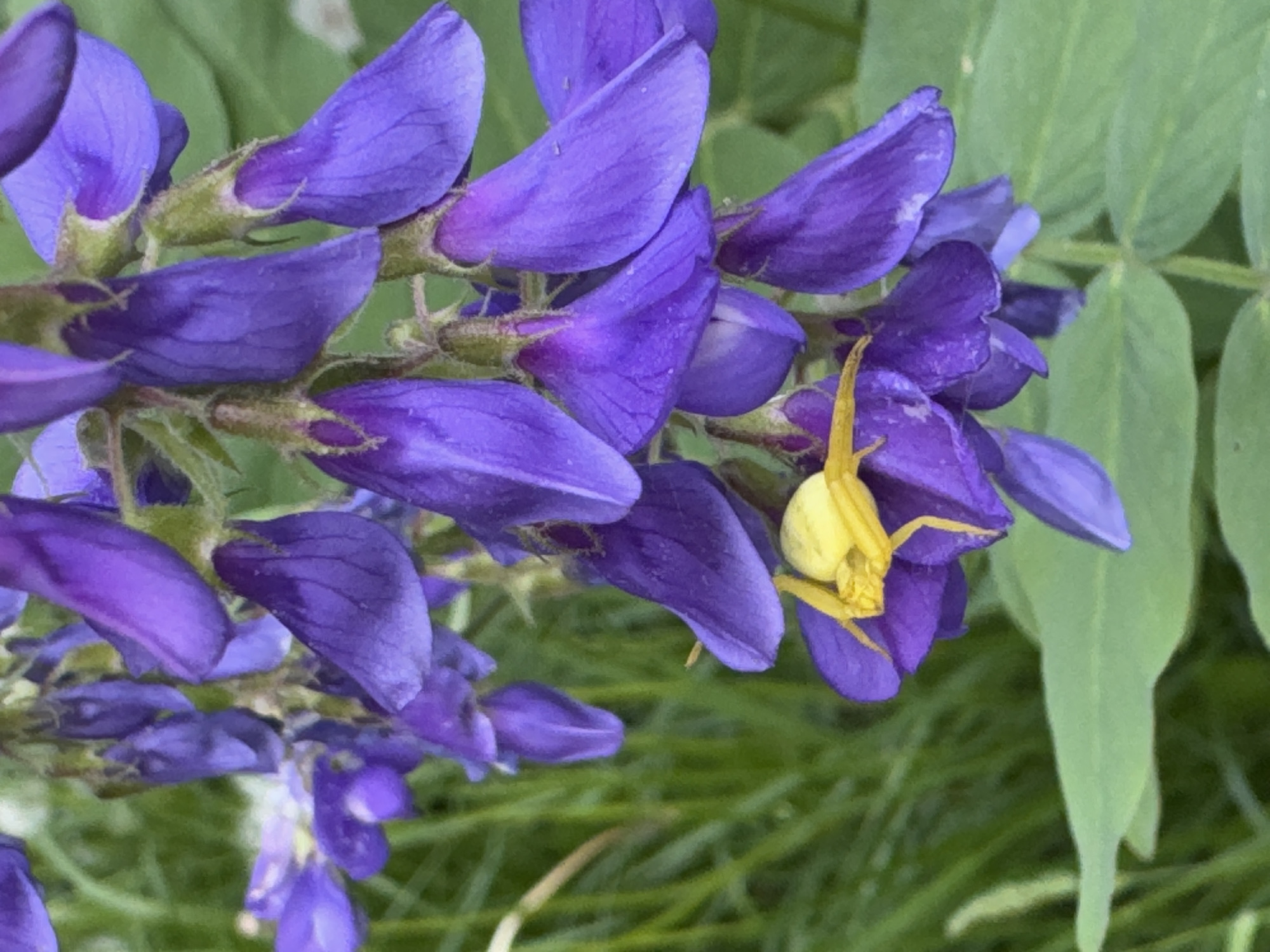 A close-up shot captures a spray of vibrant purple lupine flowers, interspersed with green foliage. A yellow spider is clinging to one of the flowers. The location is Chaikovsky, Russia.
