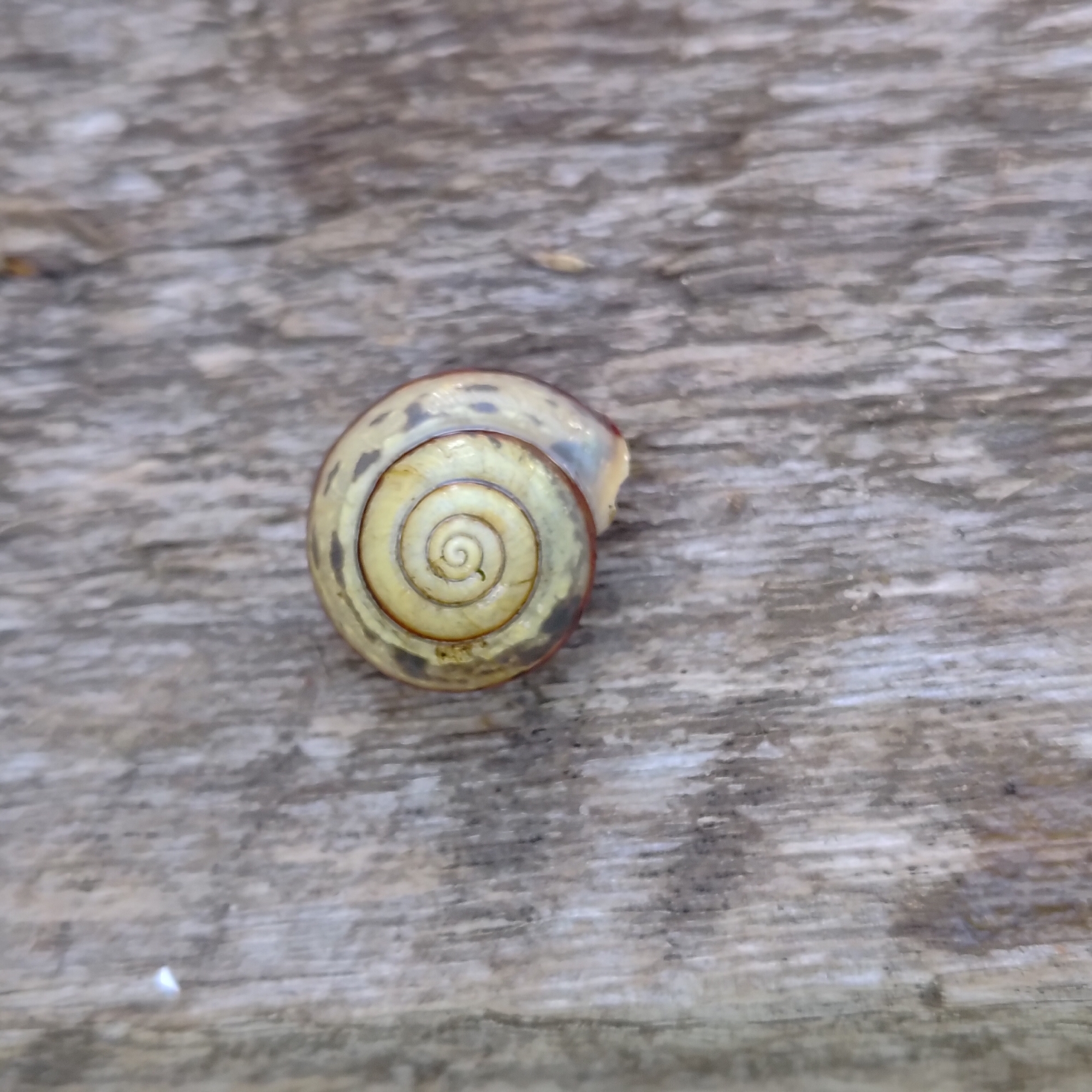 A single snail shell is centered on a weathered wooden surface. The shell is coiled, with a pale yellow interior and darker, irregular markings on its exterior. The wooden surface displays prominent grain lines and appears to be outdoors. No people or other animals are visible. The scene is static and appears to be a close-up, still-life composition. The provided information about Markovo, Russia is not visually supported by the image itself.