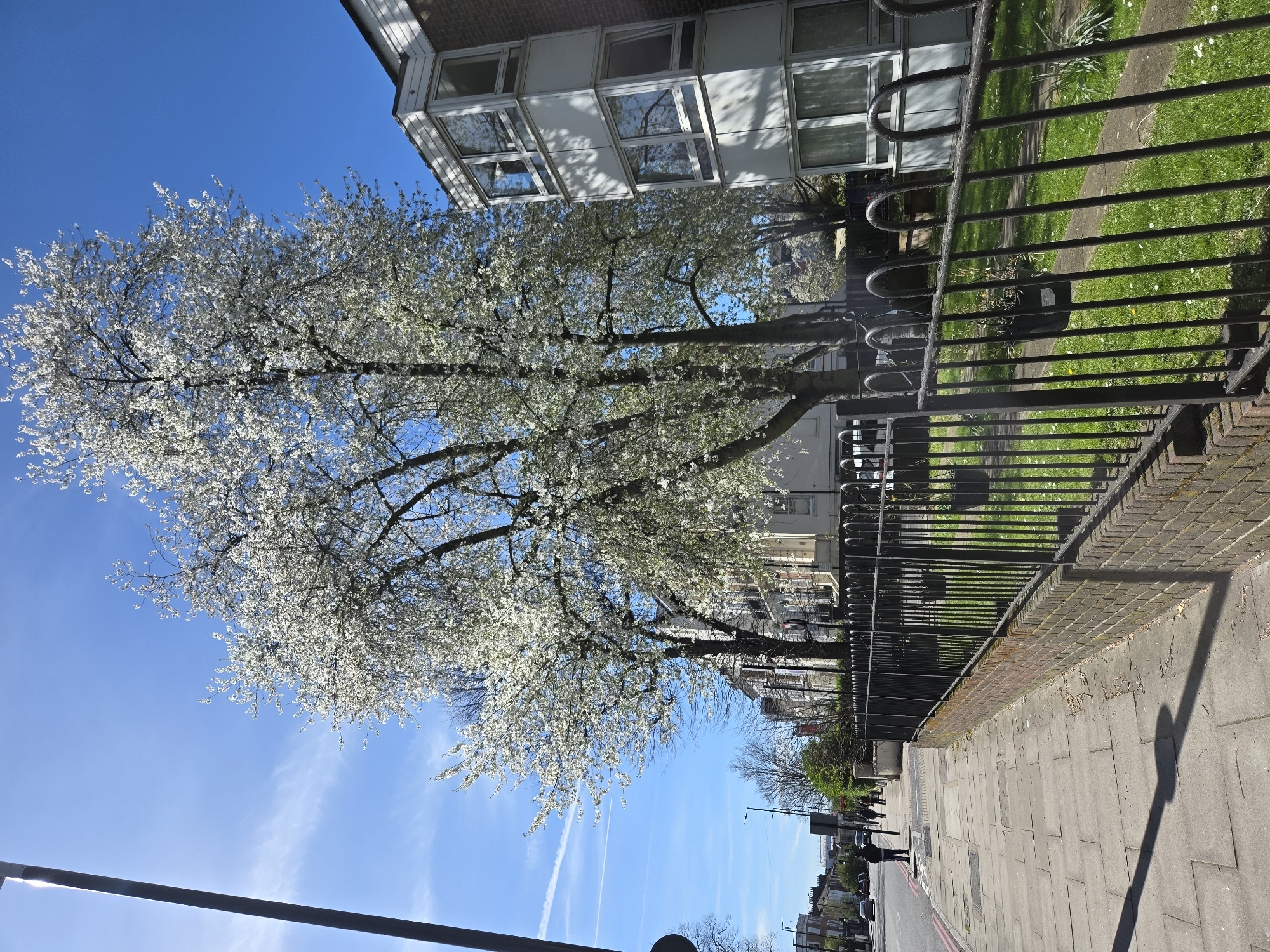 The image shows a street scene in London, United Kingdom. A row of trees with white blossoms lines the street, partially obscuring buildings on either side. A black metal fence runs along the sidewalk. The sky is blue with contrails. The sidewalk is paved with gray stone blocks. People are walking in the distance. Cars are parked along the street.
