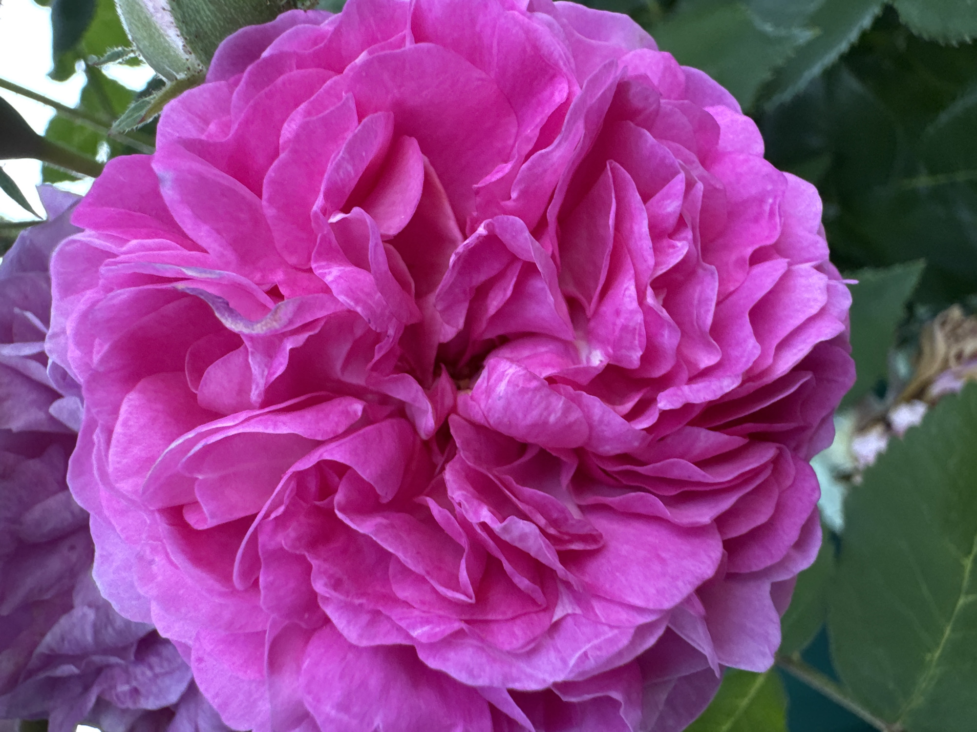 The image is a close-up, vertical shot of a vibrant pink rose in bloom. The rose is the dominant subject, filling most of the frame with its densely layered petals. The petals are ruffled and exhibit a range of pink hues, from deep fuchsia to lighter, almost translucent shades, with some subtle white veining visible. The center of the rose is intricately folded, creating a sense of depth and volume.
In the background, out of focus, are hints of other floral elements, appearing in softer shades of pink and purple, suggesting other blooms nearby. Green leaves and stems are also visible, providing a natural setting for the rose. The lighting appears to be natural, casting soft shadows that enhance the texture of the petals. The overall impression is one of natural beauty and vibrant color. There is no indication of human presence or any urban environment.
The prompt requests to include the location in the city of Pănășești, Moldova, but there are no visual cues within the image to suggest this specific location. The image depicts a rose in a natural setting, which could be anywhere. Therefore, it is impossible to provide any details about Pănășești, Moldova based solely on this image.