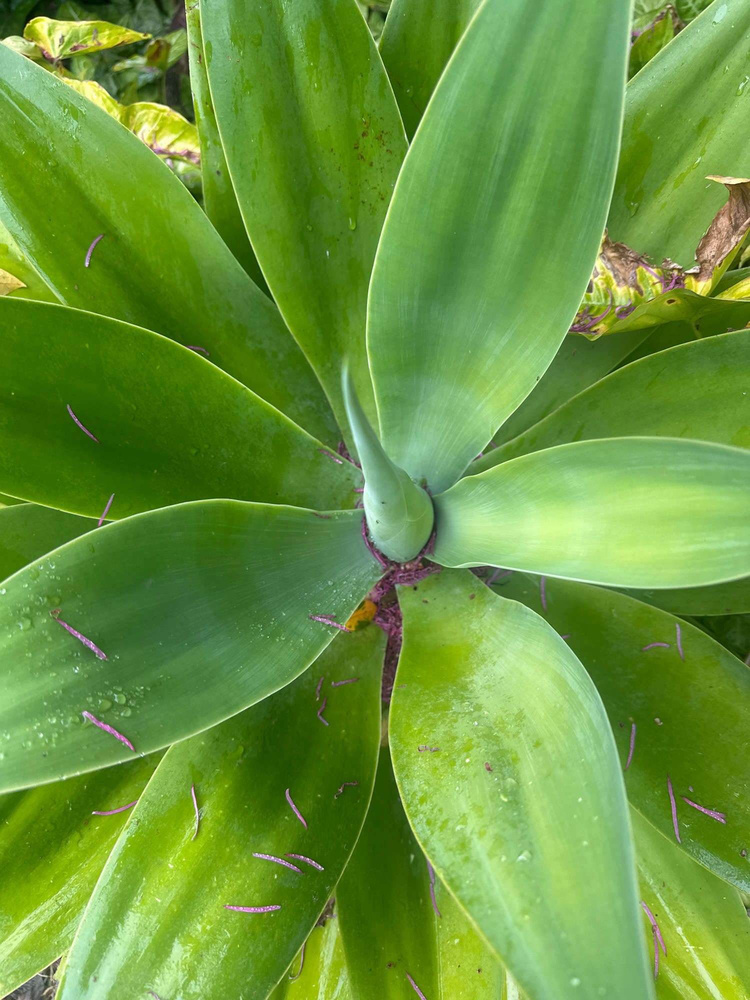 A close-up, top-down shot captures a vibrant green agave plant in Thora, Australia. The broad, succulent leaves spiral outwards from the center, their surfaces glistening with water droplets. Scattered across the leaves are numerous small, thin, magenta-colored fibers, possibly from a nearby plant or fallen debris. The background is a soft blur of green foliage and hints of yellow and brown, suggesting a natural, outdoor setting.