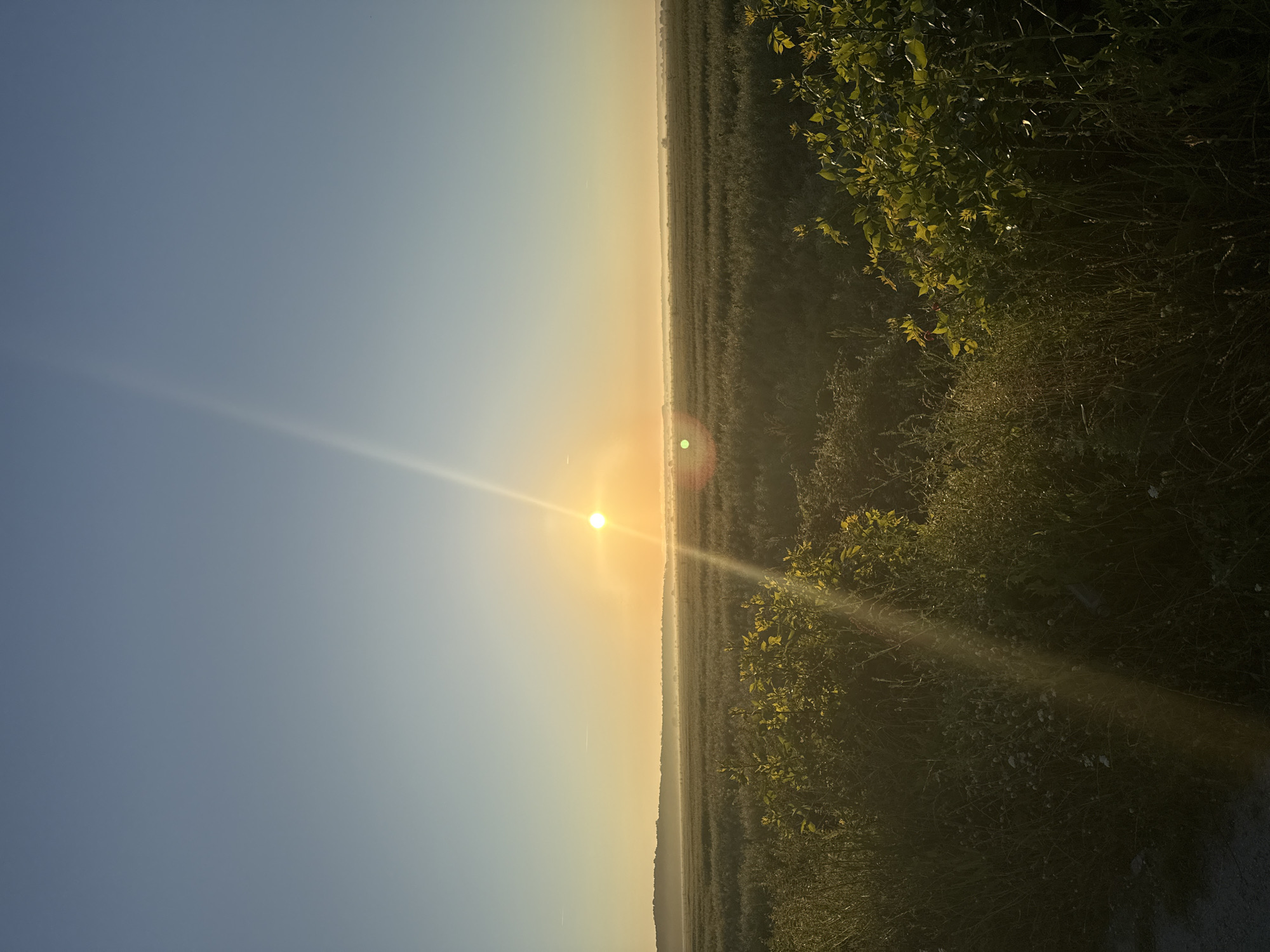 The image depicts a rural landscape at sunrise or sunset. The sun, a bright orb, is positioned in the upper center of the frame, casting a warm glow and creating lens flares that streak across the image. A vast field of dark green crops stretches towards a hazy horizon, where rolling hills are visible. In the foreground, on the right side, lush green bushes with small leaves are illuminated by the sun. On the left, tall grasses and wildflowers grow. The sky is a clear gradient of pale blue at the top, transitioning to a soft yellow and orange near the horizon, indicating the time of day. The scene conveys a sense of tranquility and natural beauty. The location is identified as the city of Detelina, Bulgaria.