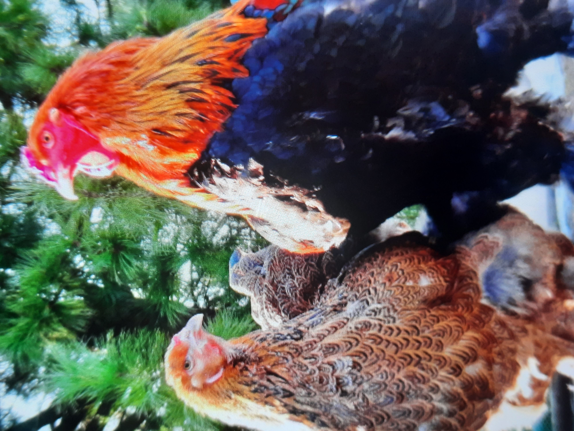 In the city of Rosenheim, Germany, three chickens are perched on a surface, with lush green pine trees in the background. The largest chicken, a rooster, stands prominently in the center, boasting a vibrant orange and red mane that frames its red head and open beak. Its body is a striking contrast of dark black plumage. To its left, a hen with golden-brown feathers and a lighter brown chest stands facing the rooster. Behind the hen, another chicken, possibly a chick or a smaller hen, is visible with speckled brown and gray feathers. The scene is illuminated by natural daylight, casting soft shadows.